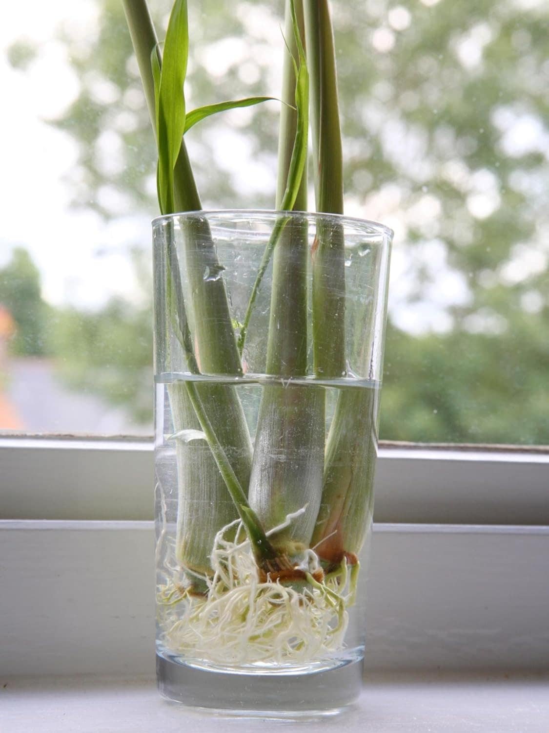 6 Fresh Lemon Grass 6 Fresh Lemon Grass