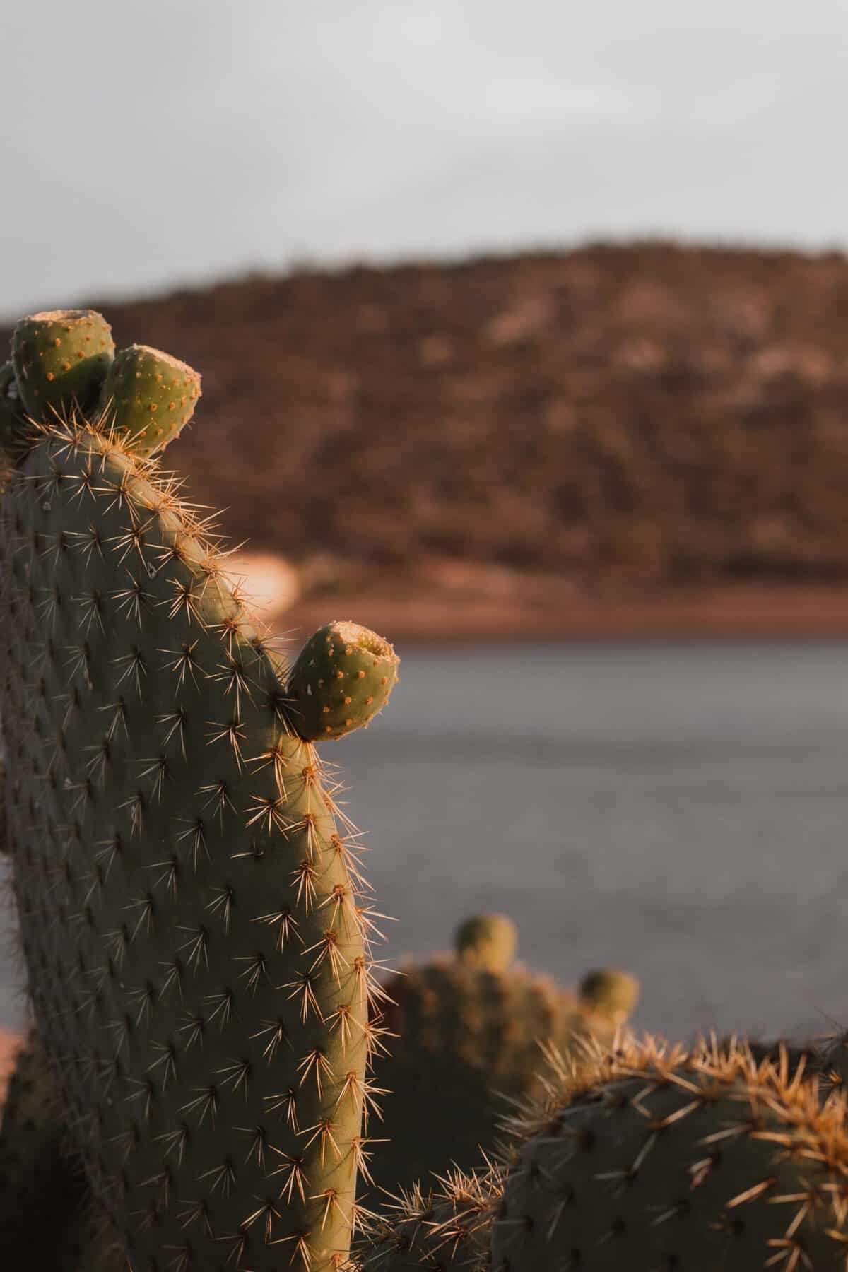 Are There Special Considerations For Using Canned Or Jarred Nopal In Recipes? Are There Special Considerations For Using Canned Or Jarred Nopal In Recipes?