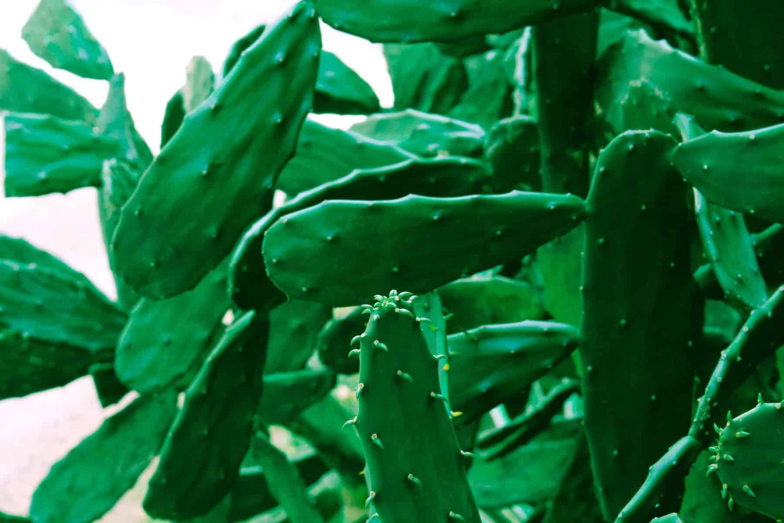 Are There Special Considerations For Using Canned Or Jarred Nopal In Recipes? Are There Special Considerations For Using Canned Or Jarred Nopal In Recipes?