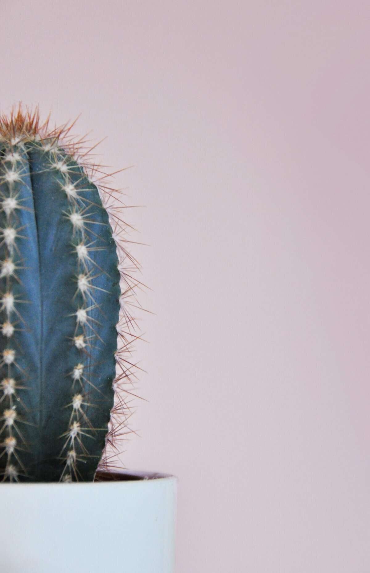 Can Nopal Be Grown In Pots Or Containers? Can Nopal Be Grown In Pots Or Containers?