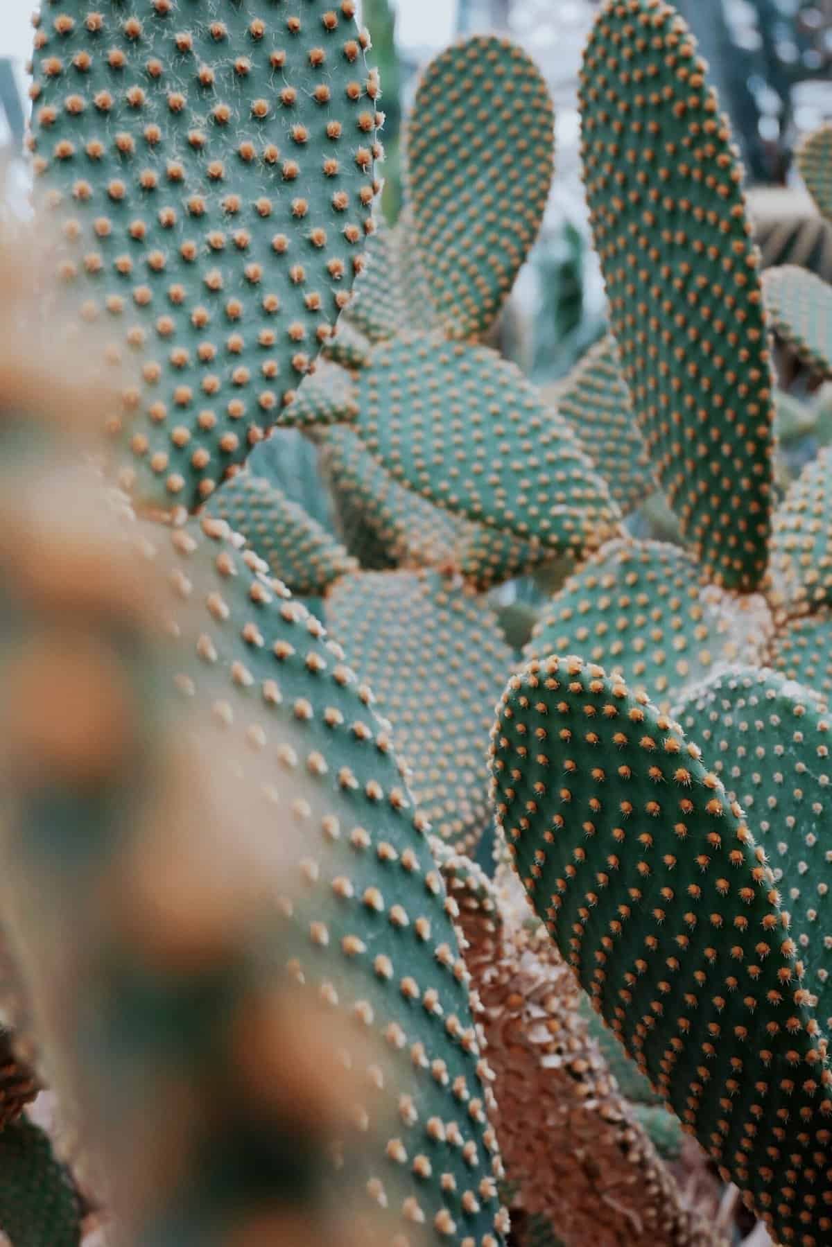 Can Nopal Be Grown In Pots Or Containers? Can Nopal Be Grown In Pots Or Containers?