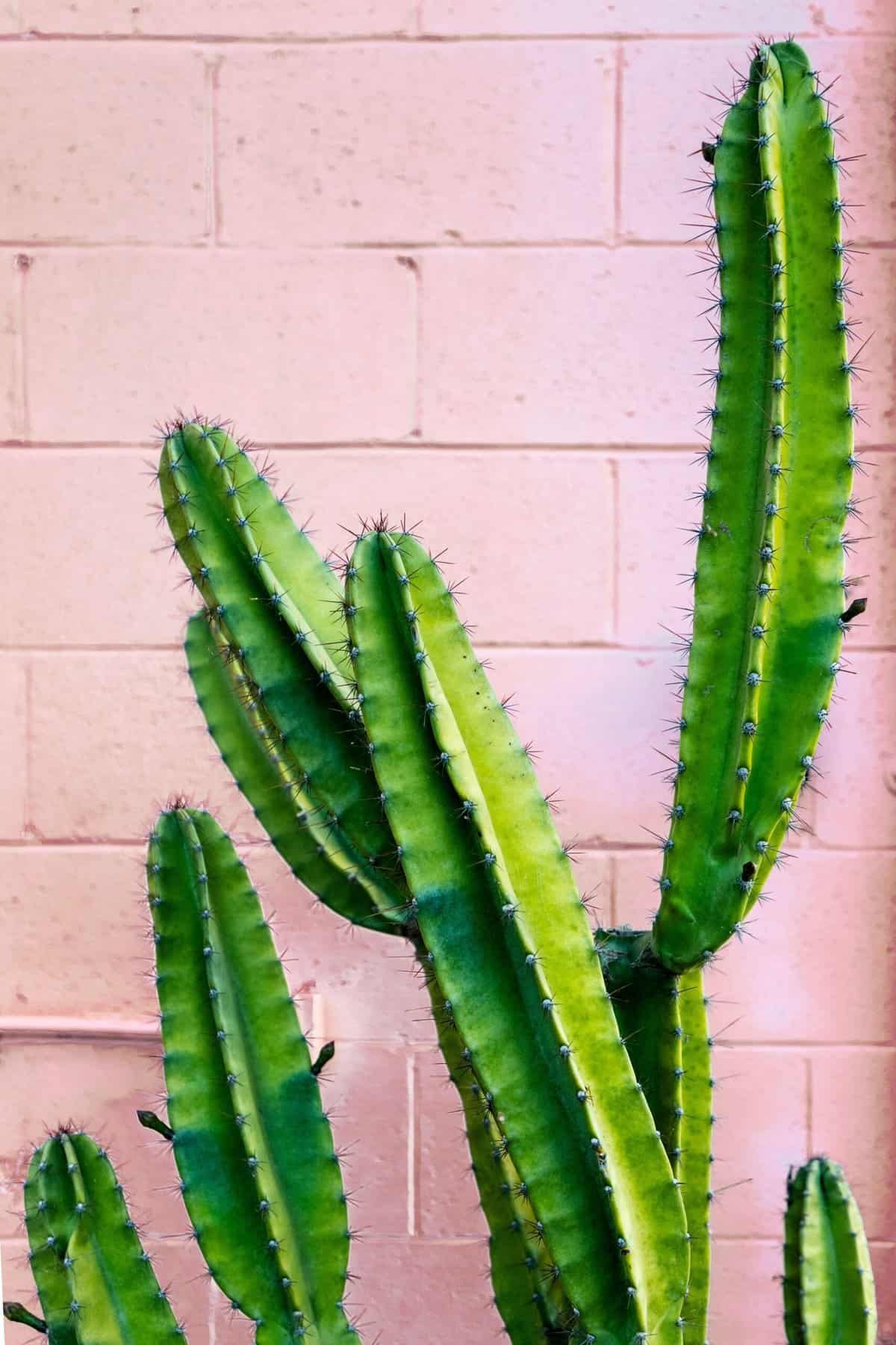 Can Nopal Be Grown In Pots Or Containers? Can Nopal Be Grown In Pots Or Containers?