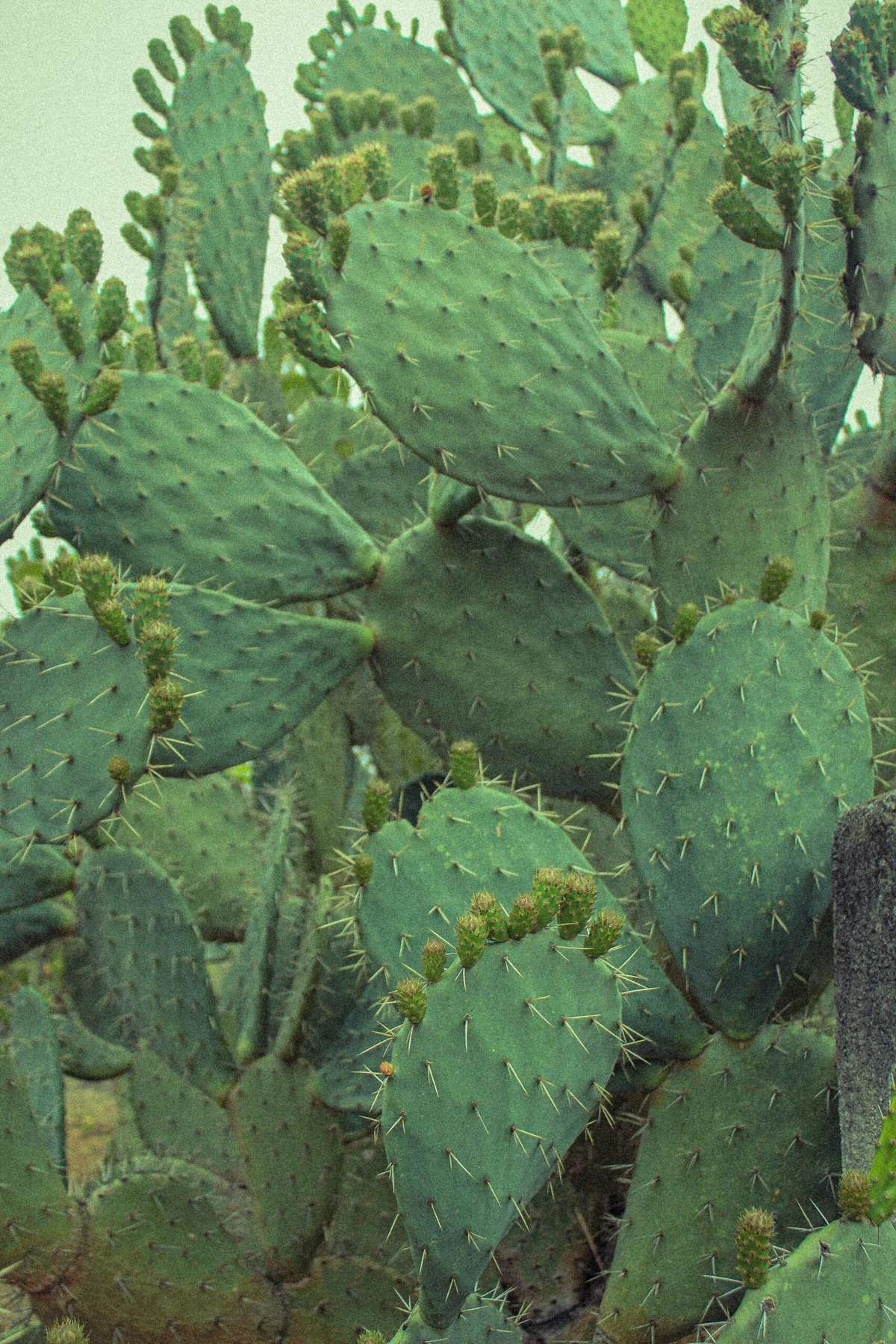 Can Nopal Be Marinated For Added Flavor In Recipes? Can Nopal Be Marinated For Added Flavor In Recipes?