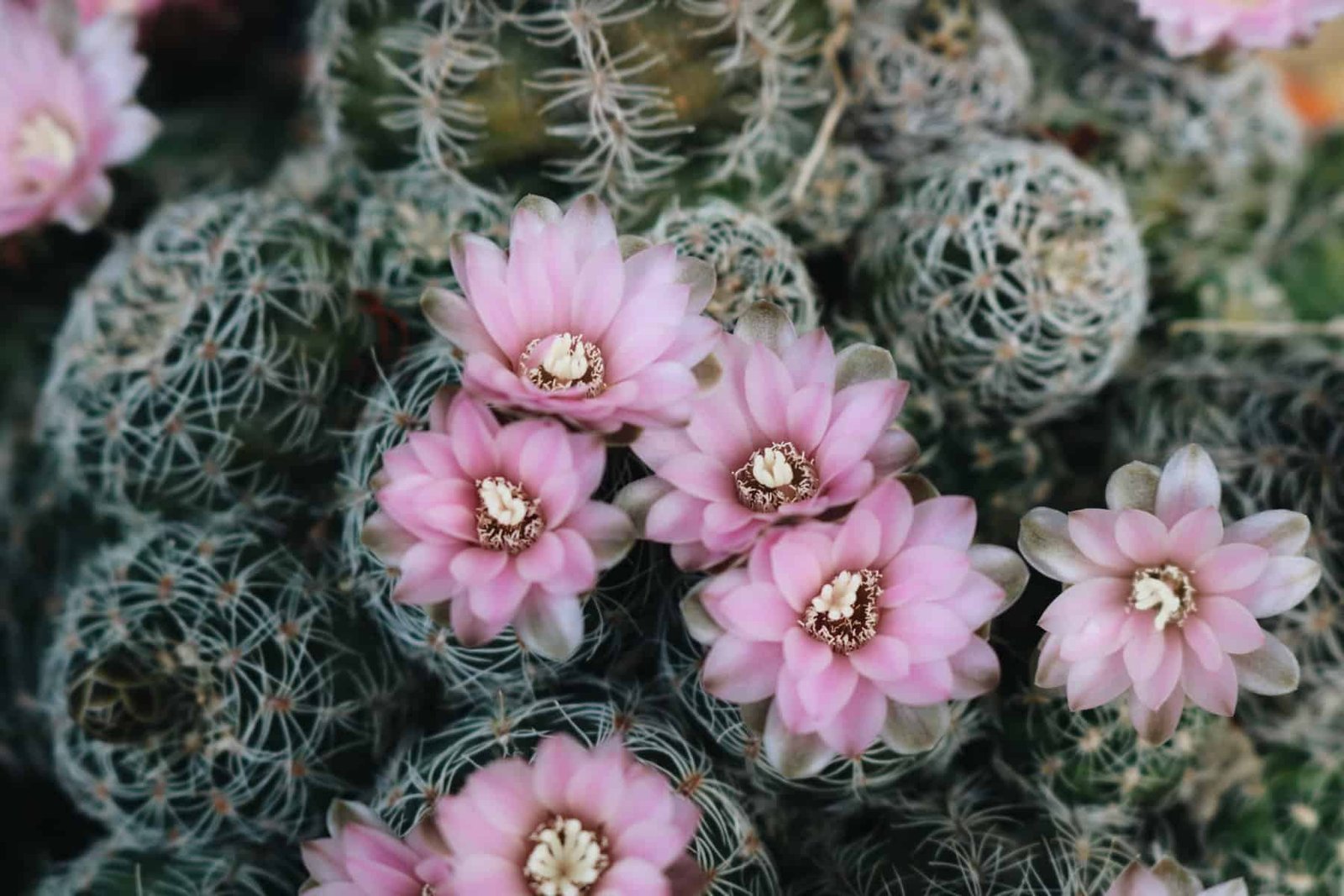 Can Nopal Be Pickled Or Fermented For Recipes? Can Nopal Be Pickled Or Fermented For Recipes?