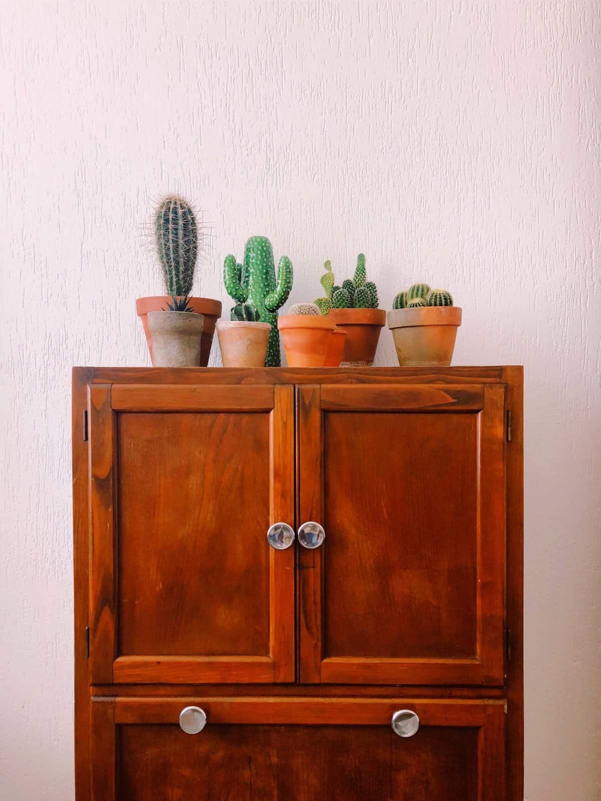 Can Nopal Be Pickled Or Fermented For Recipes? Can Nopal Be Pickled Or Fermented For Recipes?