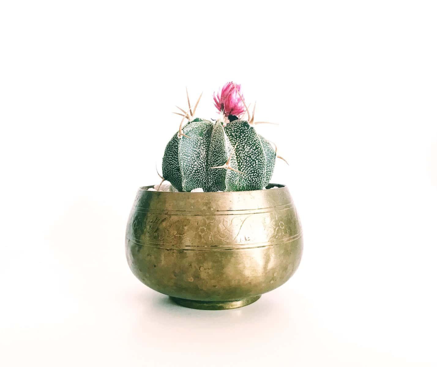 Can Nopal Be Pickled Or Fermented For Recipes? Can Nopal Be Pickled Or Fermented For Recipes?