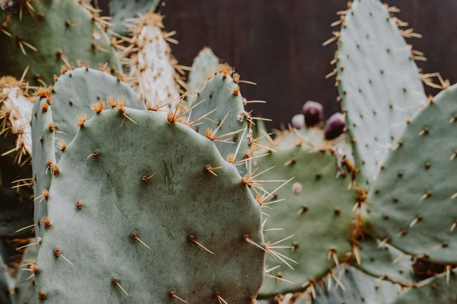 Can Nopal Supplements Improve Mood And Reduce Stress?