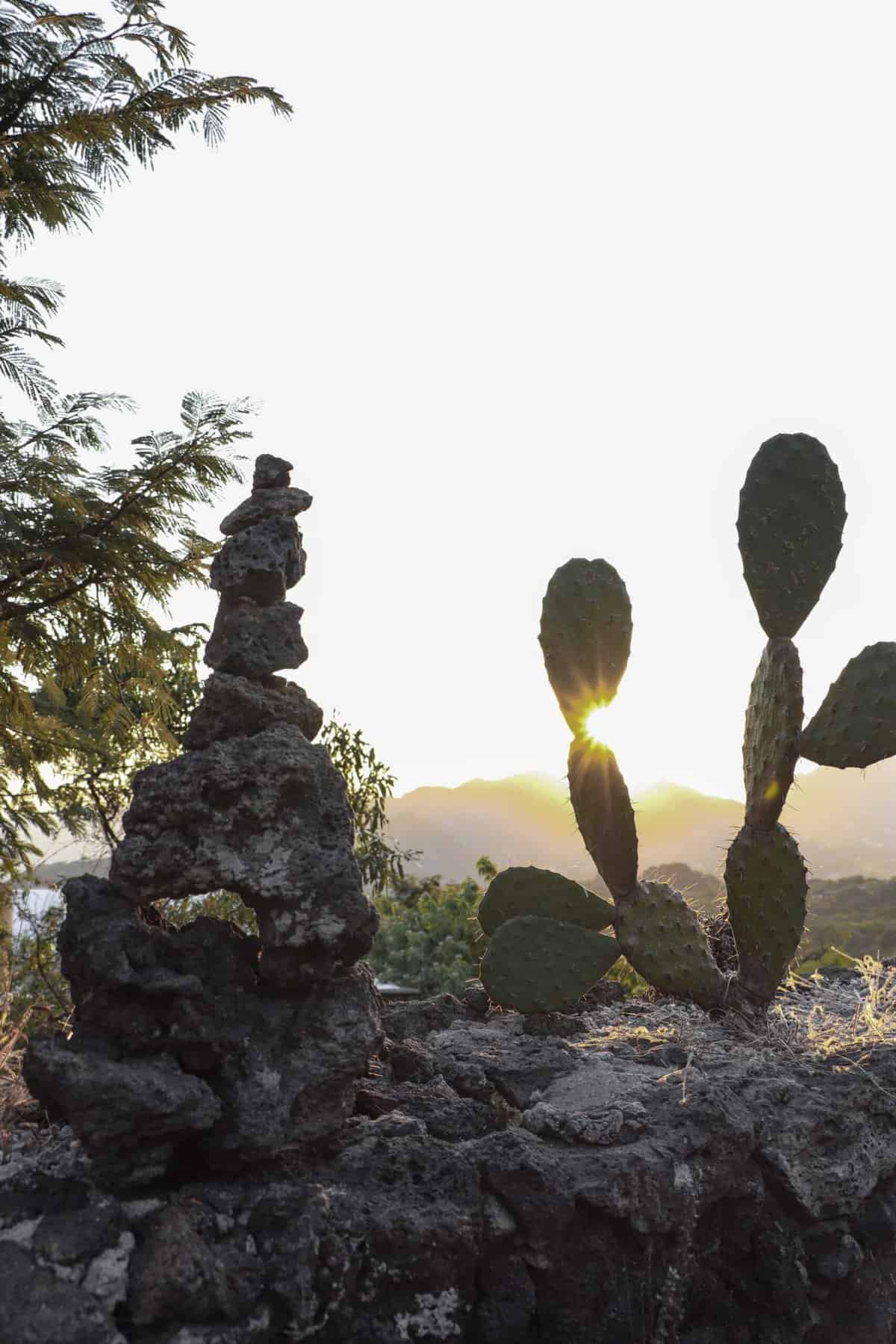 Do Nopal Supplements Have Anti-inflammatory Properties? Do Nopal Supplements Have Anti-inflammatory Properties?