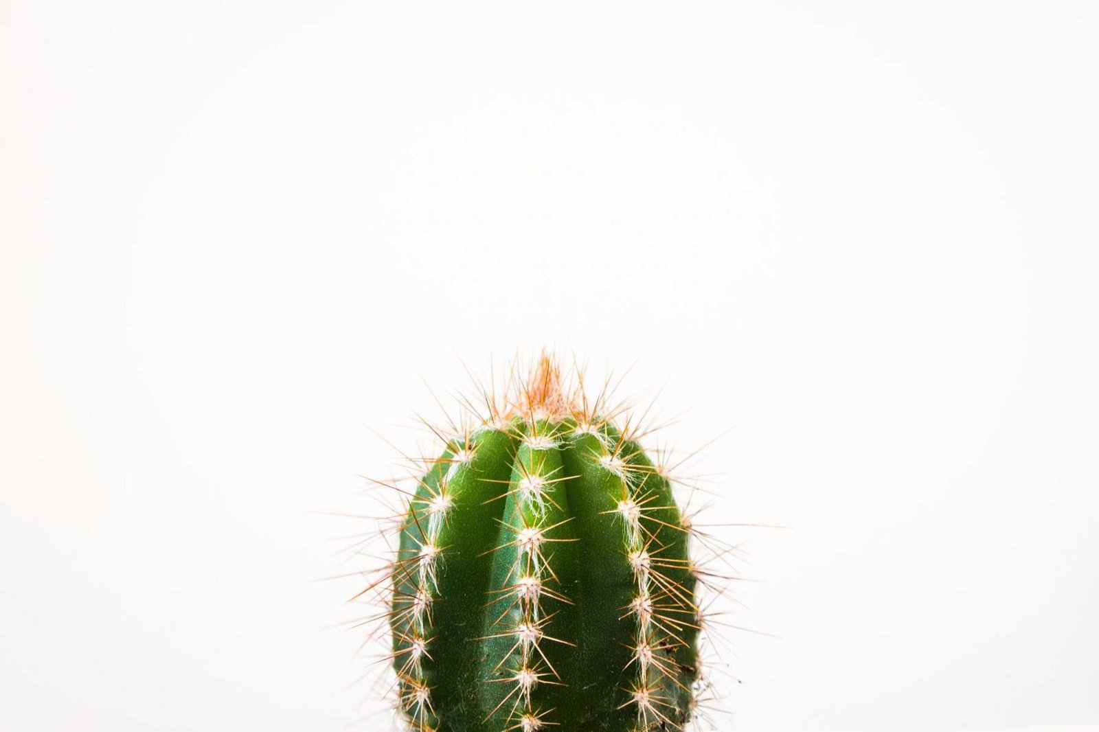 How Deep Should I Plant Nopal Pads? How Deep Should I Plant Nopal Pads?