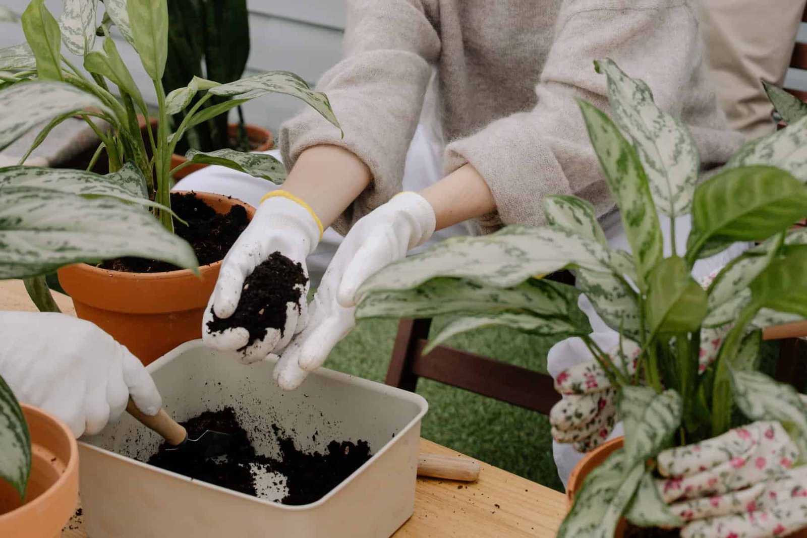 How Do I Transplant Nopal To A Larger Pot Or Garden? How Do I Transplant Nopal To A Larger Pot Or Garden?