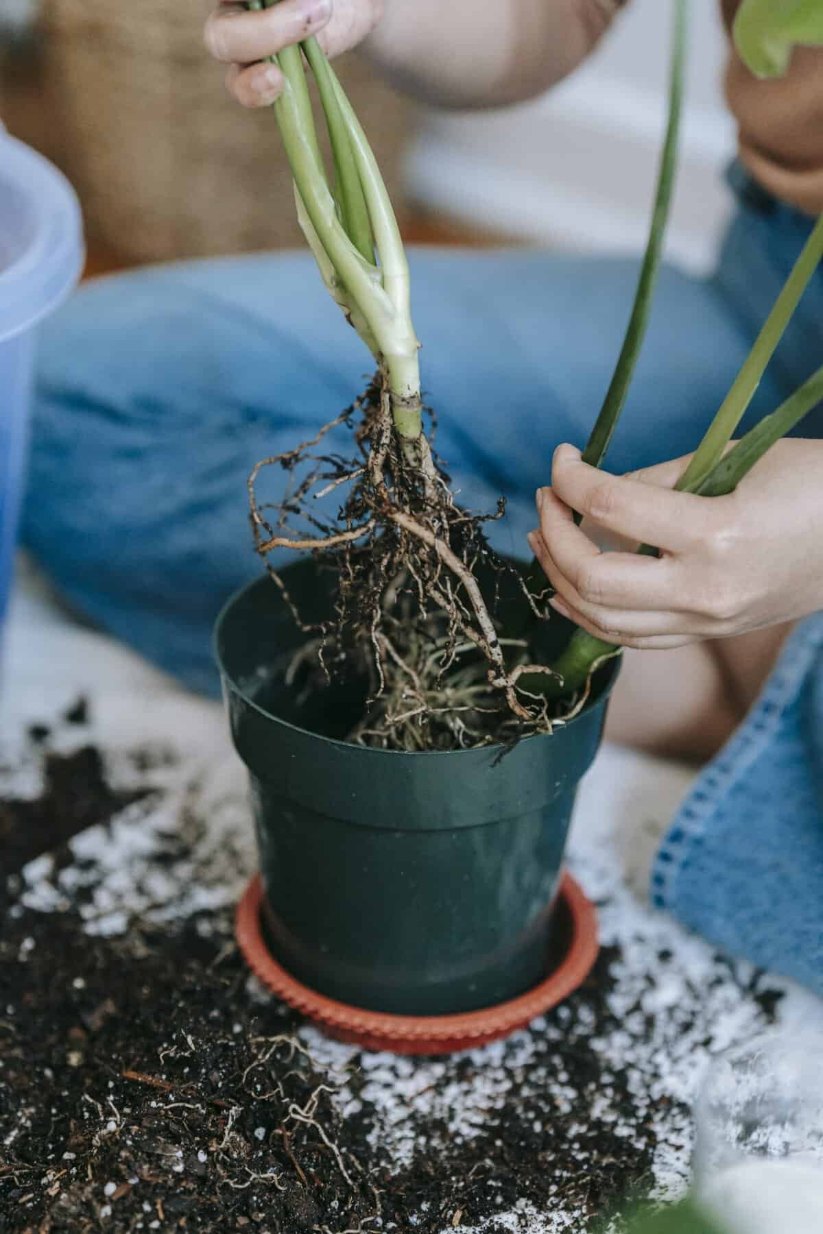 How Do I Transplant Nopal To A Larger Pot Or Garden? How Do I Transplant Nopal To A Larger Pot Or Garden?