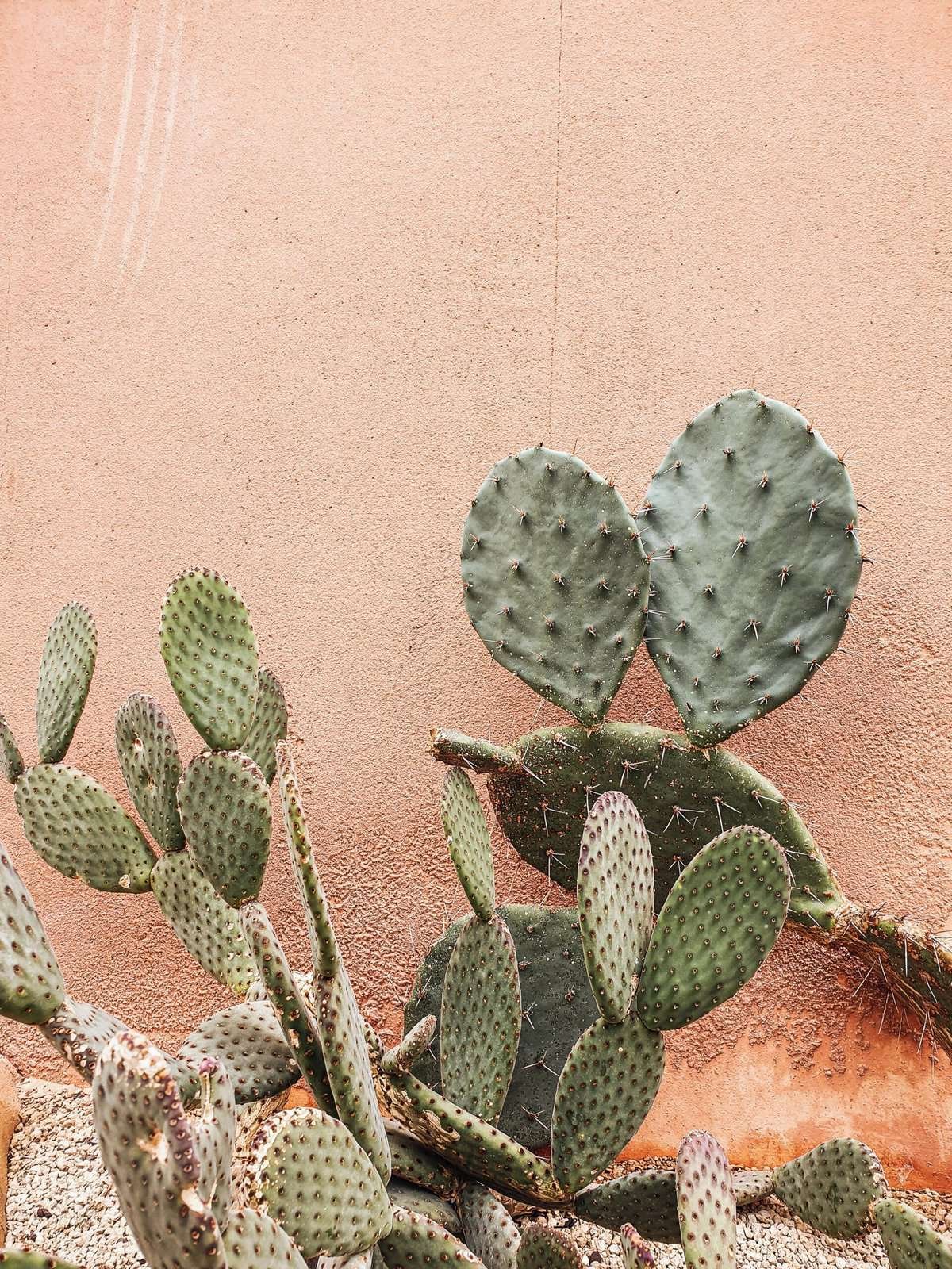 How Long Does It Take For Nopal To Grow From A Pad?