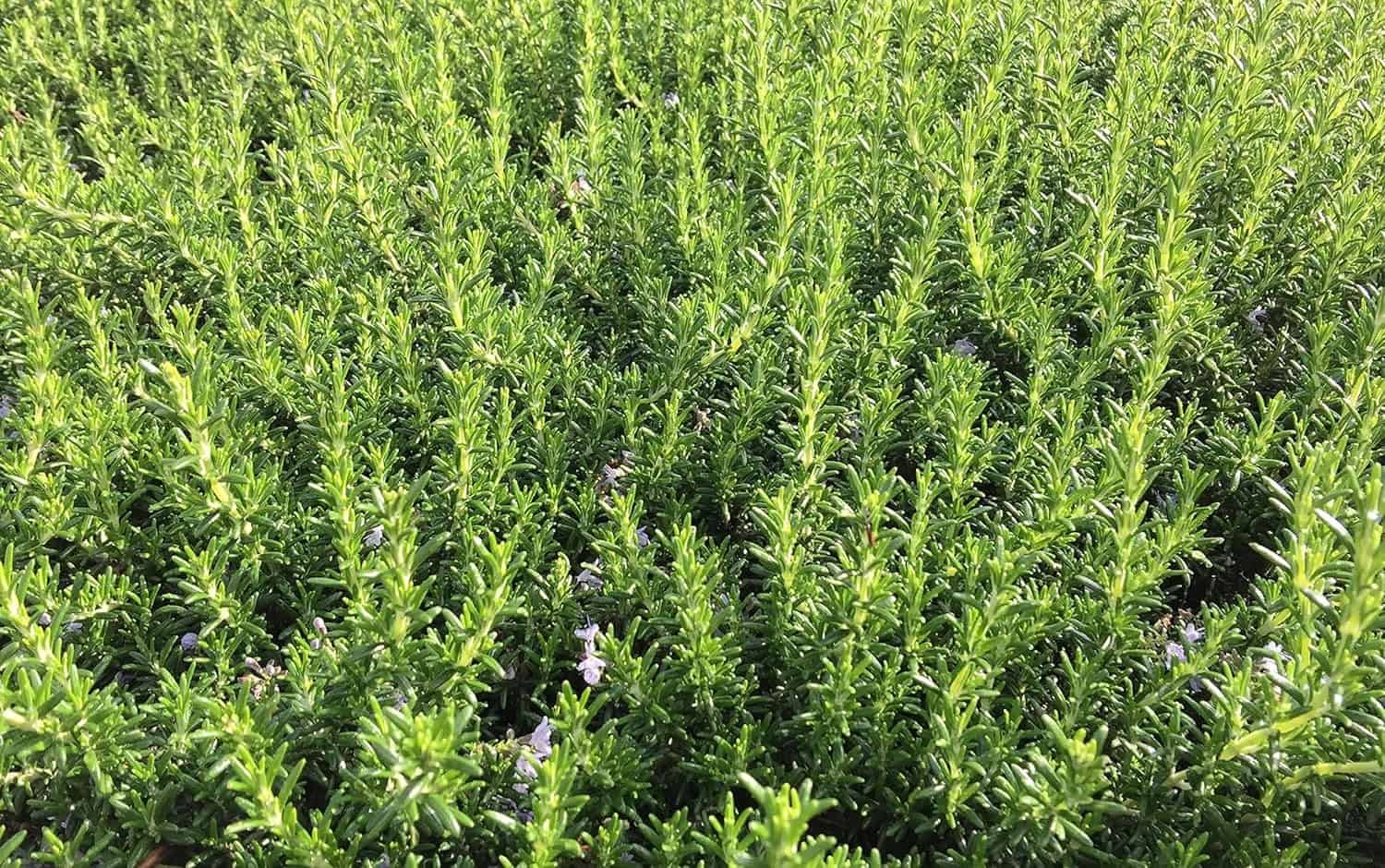 KOKKIA Rosemary : California Fremont Stanford Fresh Picked Rosemary Sprigs (Qty 6 branches) for Food, Herbs, Tea, etc. Grown on grounds where Stanford Winery and Vineyard was once located. (6) KOKKIA Rosemary : California Fremont Stanford Fresh Picked Rosemary Sprigs (Qty 6 branches) for Food, Herbs, Tea, etc. Grown on grounds where Stanford Winery and Vineyard was once located. (6)
