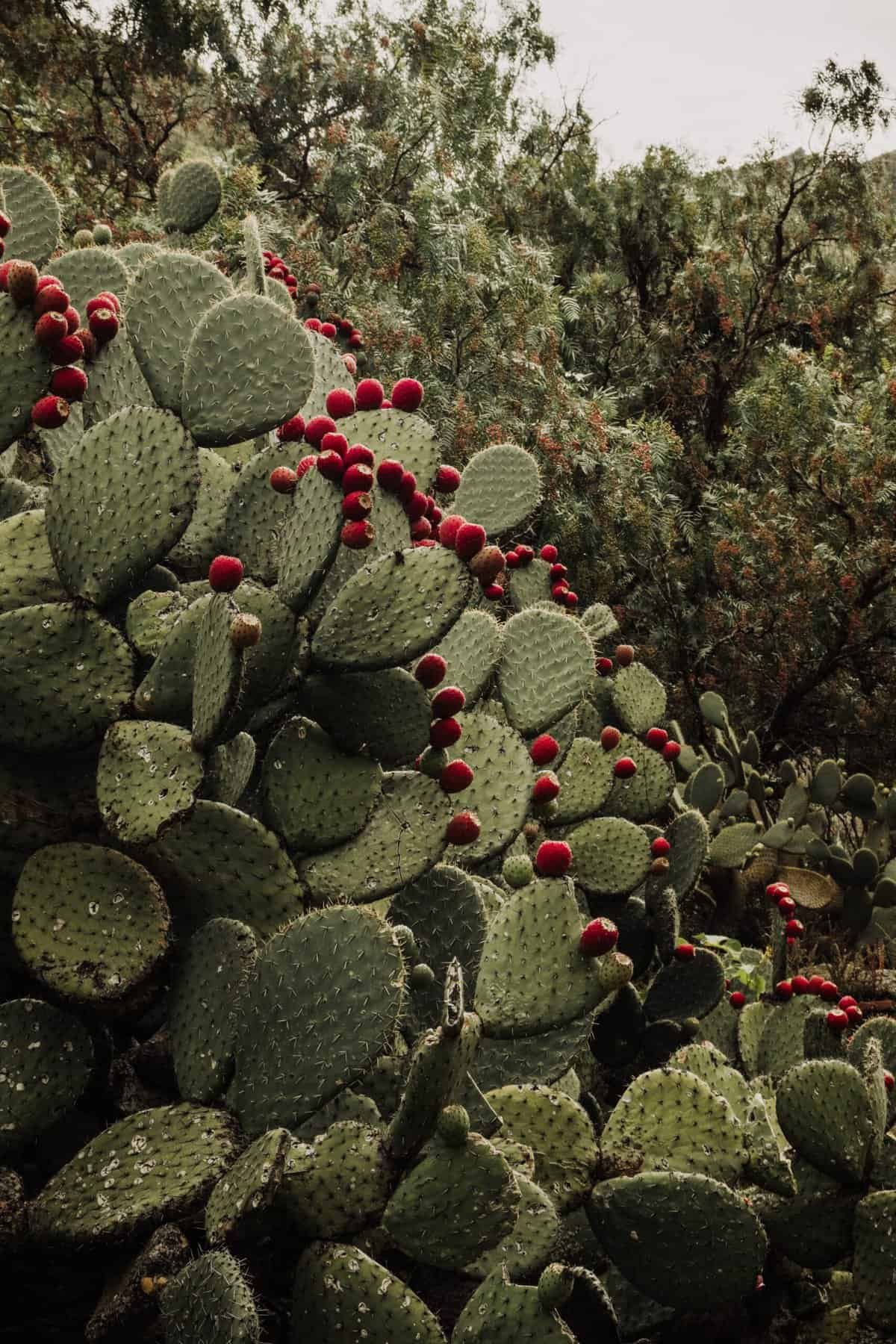 Nopal By Cintron Nopal By Cintron