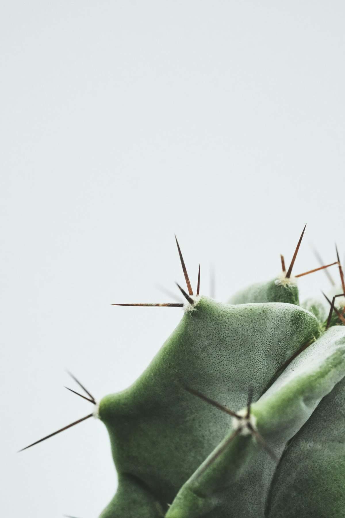 Should I Provide Support For Tall Nopal Plants?