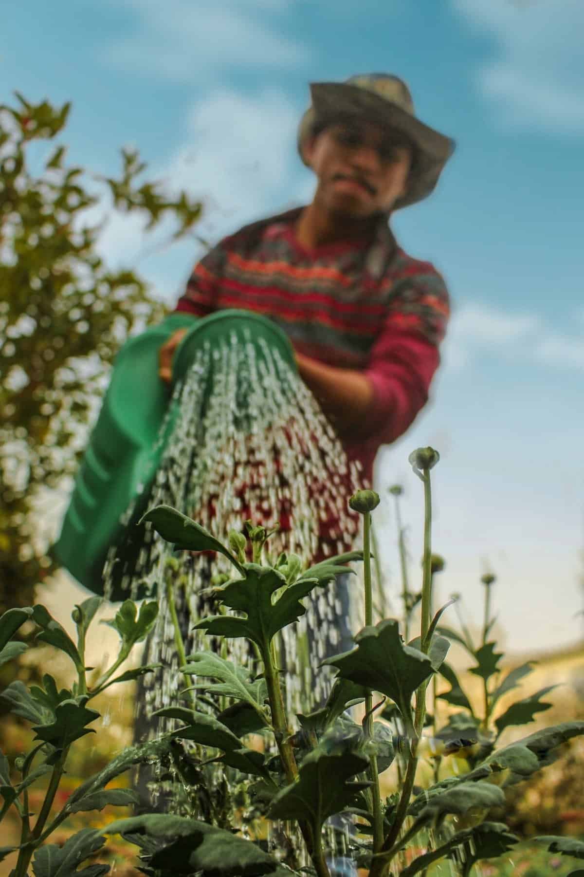 Should I Prune Nopal Plants, And If So, When? Should I Prune Nopal Plants, And If So, When?