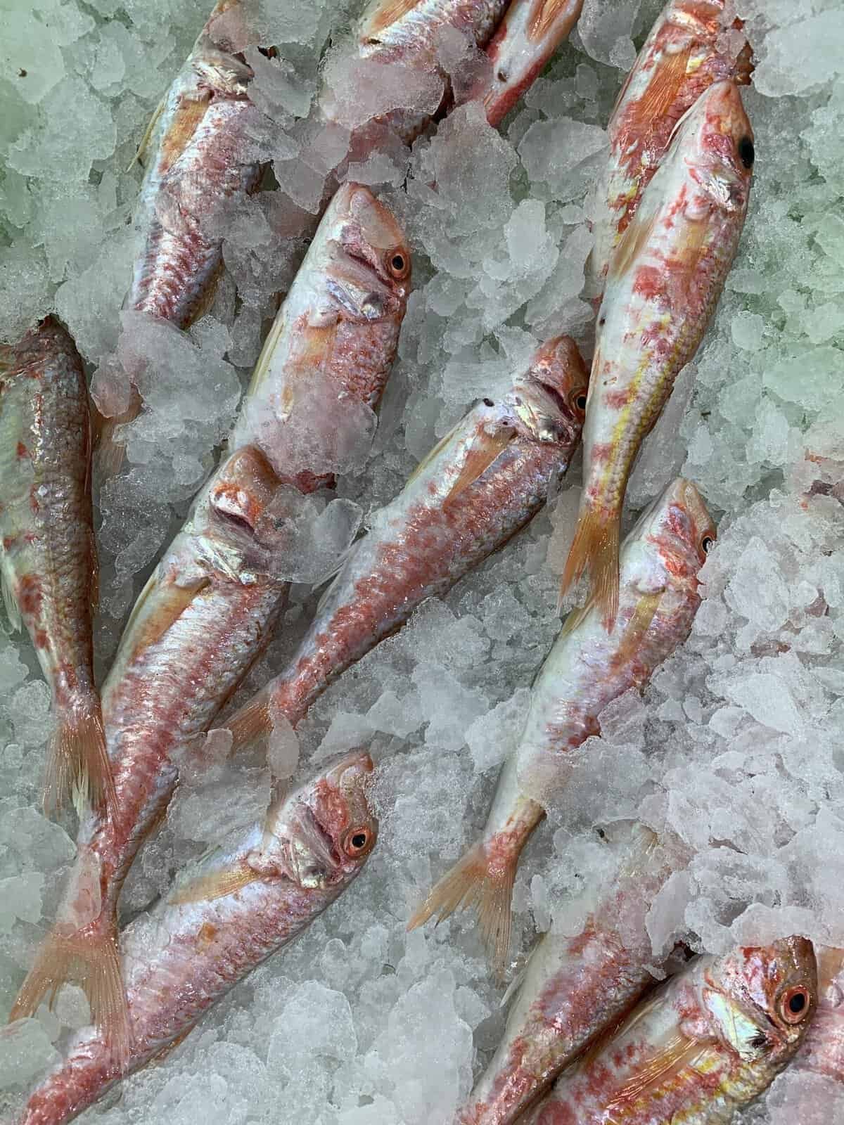 What Are Some Creative Nopal Soup And Stew Recipes?