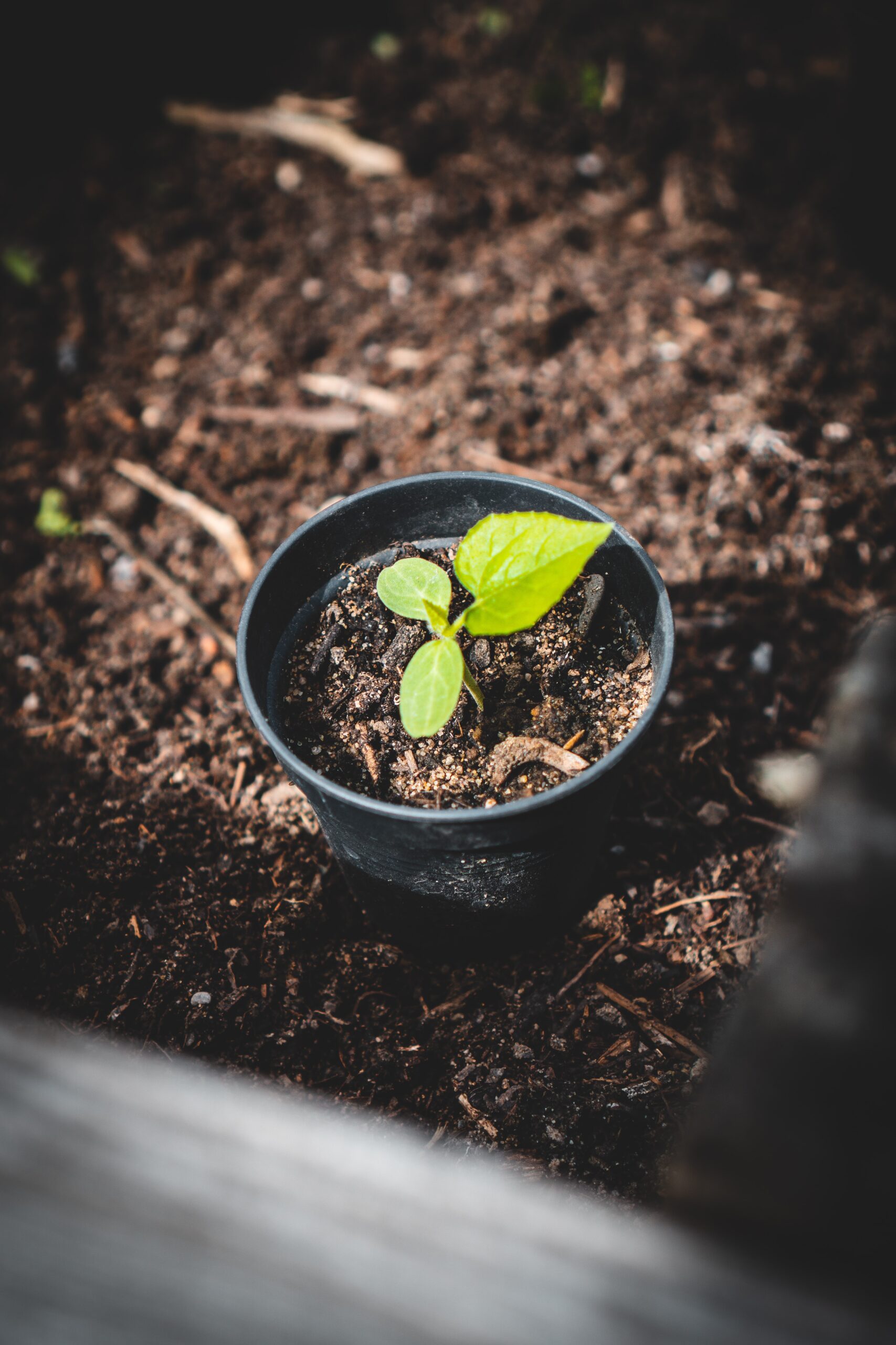 What Are The Benefits Of Companion Planting With Nopal?