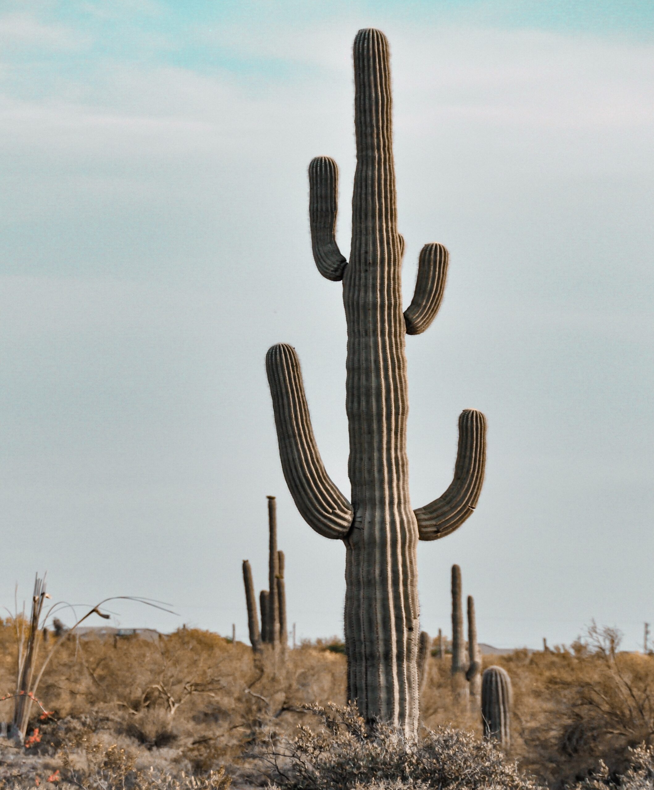 What Is A Nopal