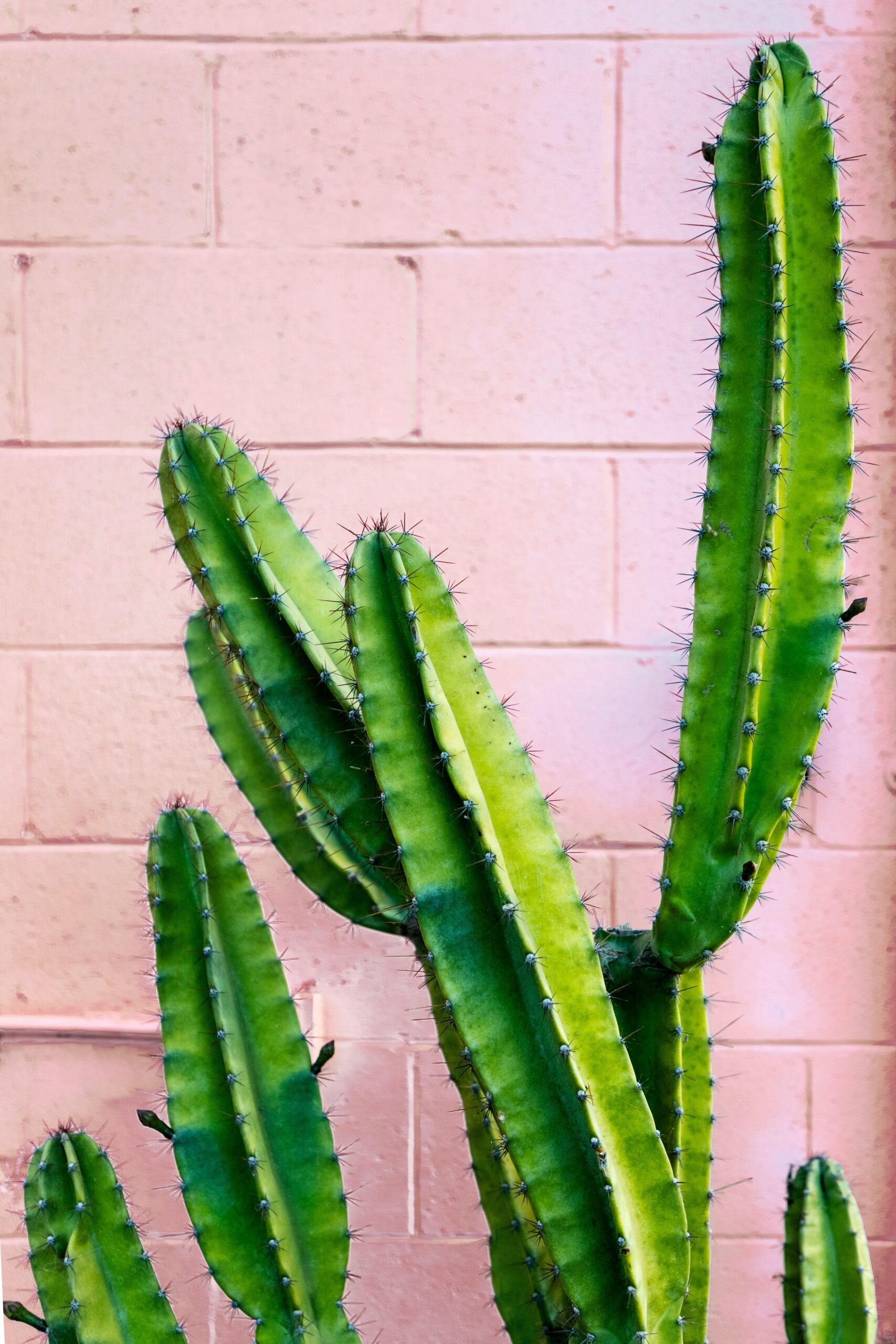 What Is A Nopal