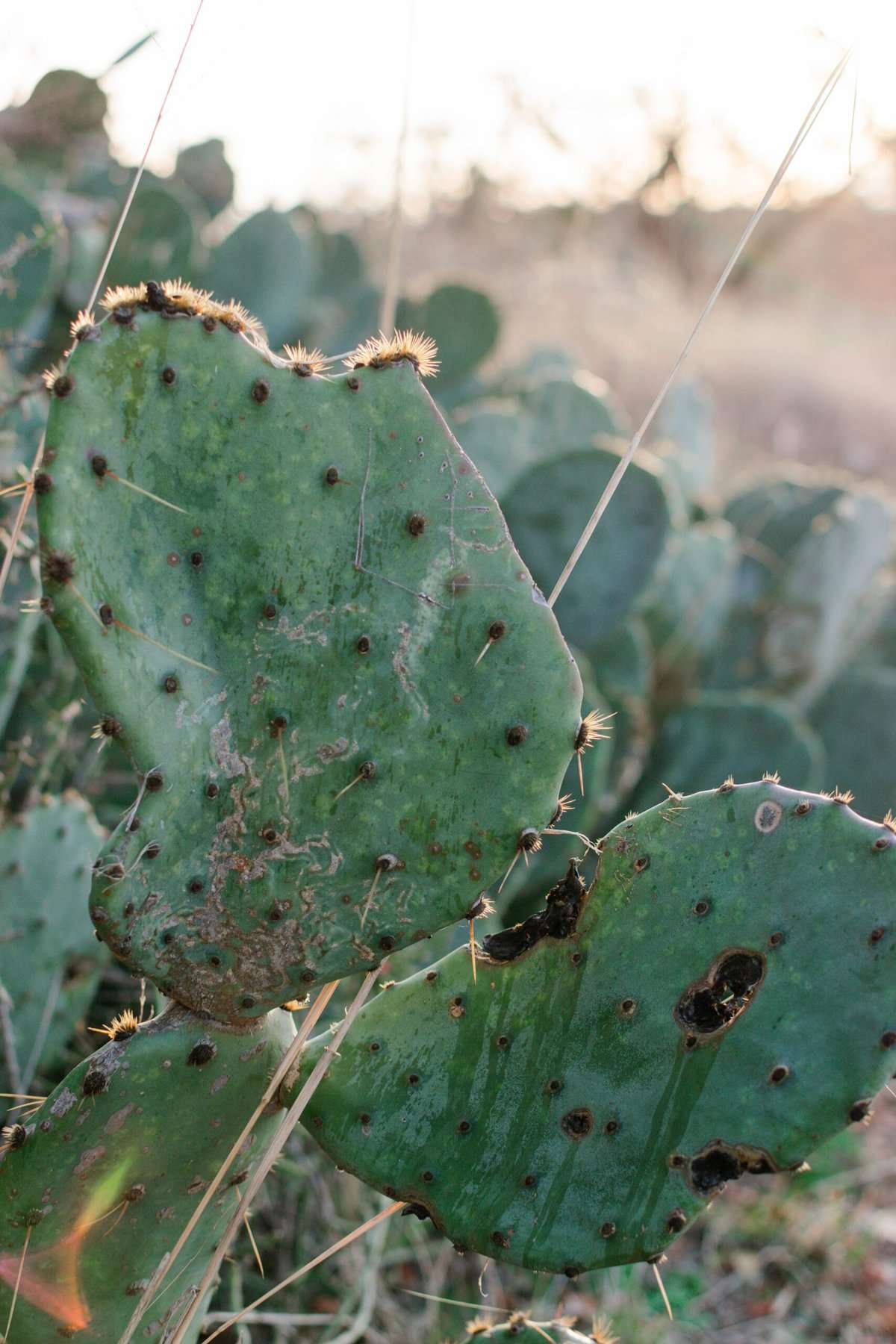 What Is The Best Way To Cut Nopal Into Strips Or Cubes For Recipes? What Is The Best Way To Cut Nopal Into Strips Or Cubes For Recipes?