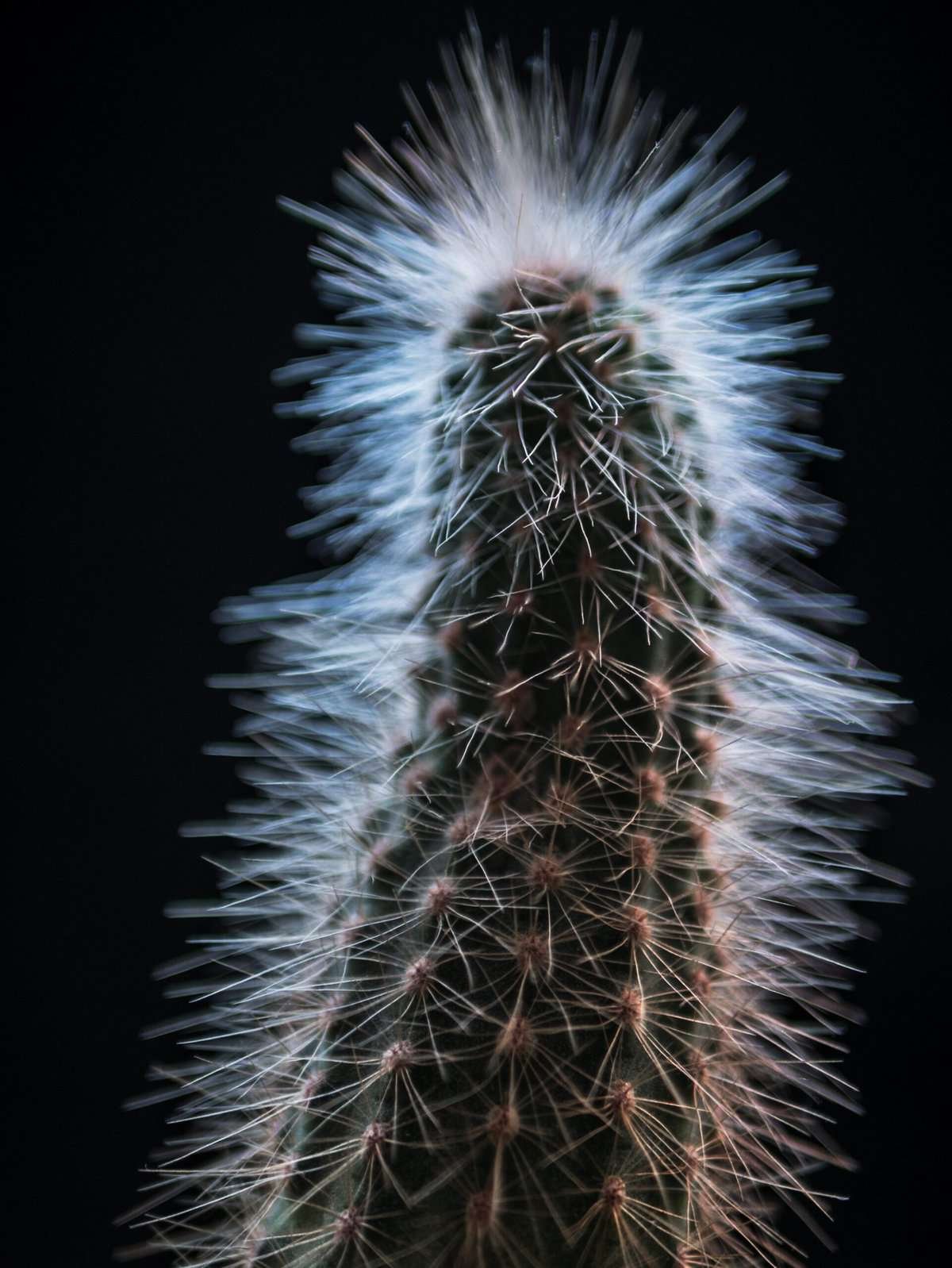 What Should I Do If My Nopal Pads Turn Yellow? What Should I Do If My Nopal Pads Turn Yellow?