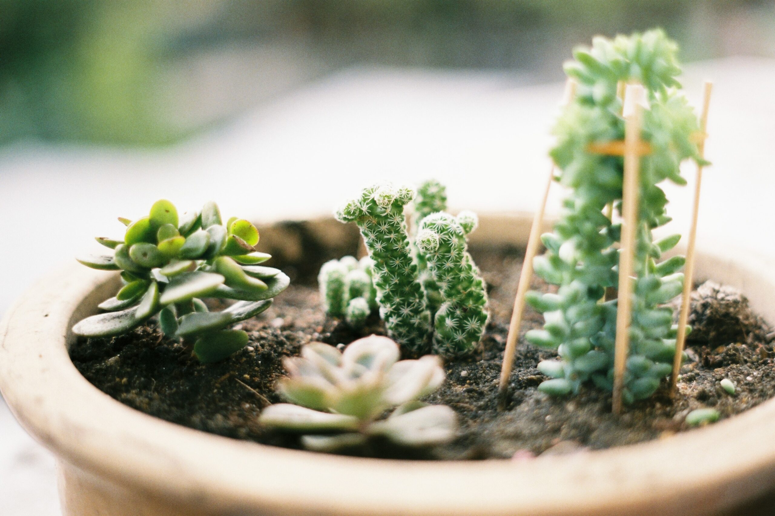 When Is The Best Time To Plant Nopal?