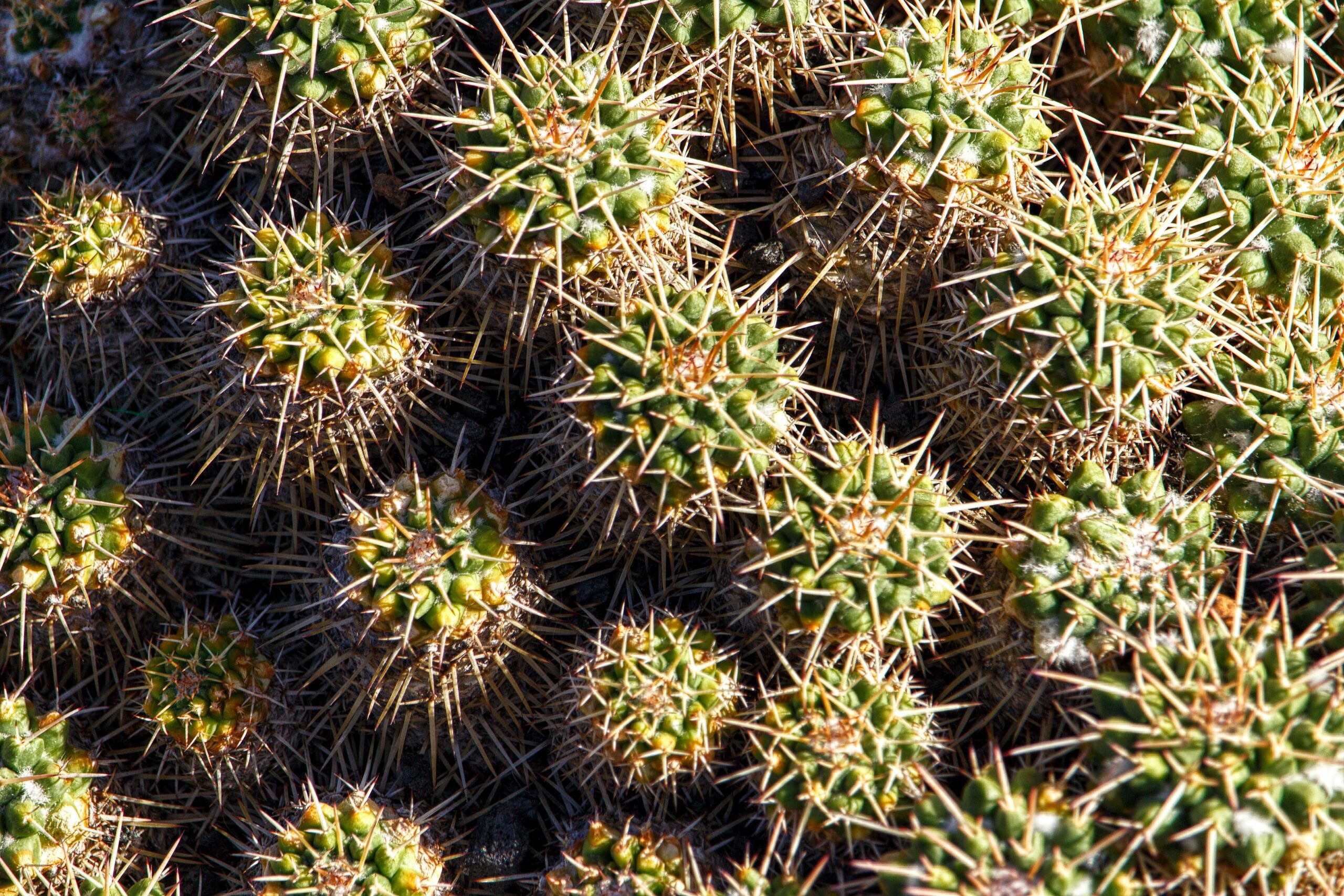 When Is The Best Time To Plant Nopal?