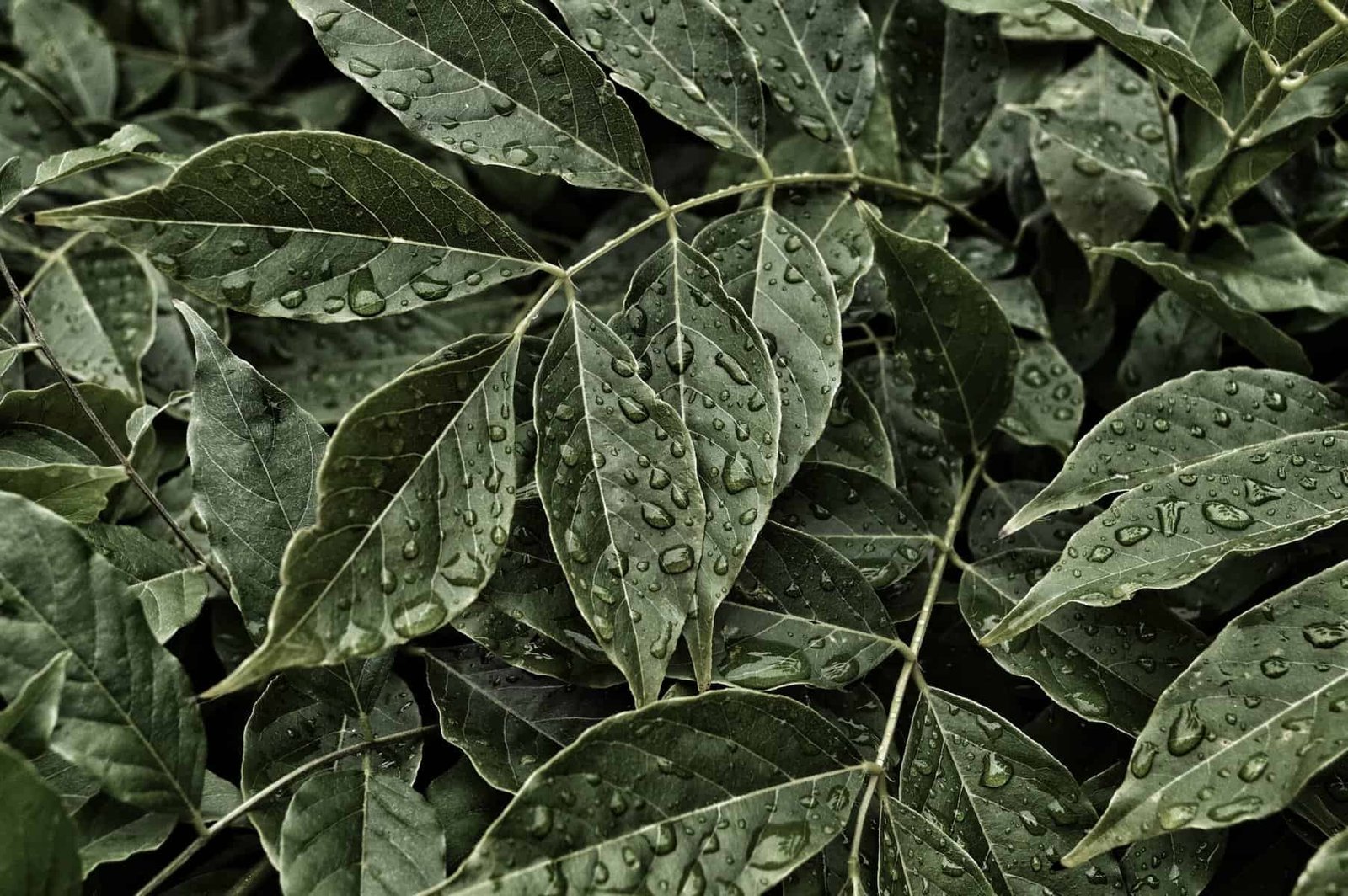 How Do I Encourage Consistent Pad Production On Nopal? How Do I Encourage Consistent Pad Production On Nopal?