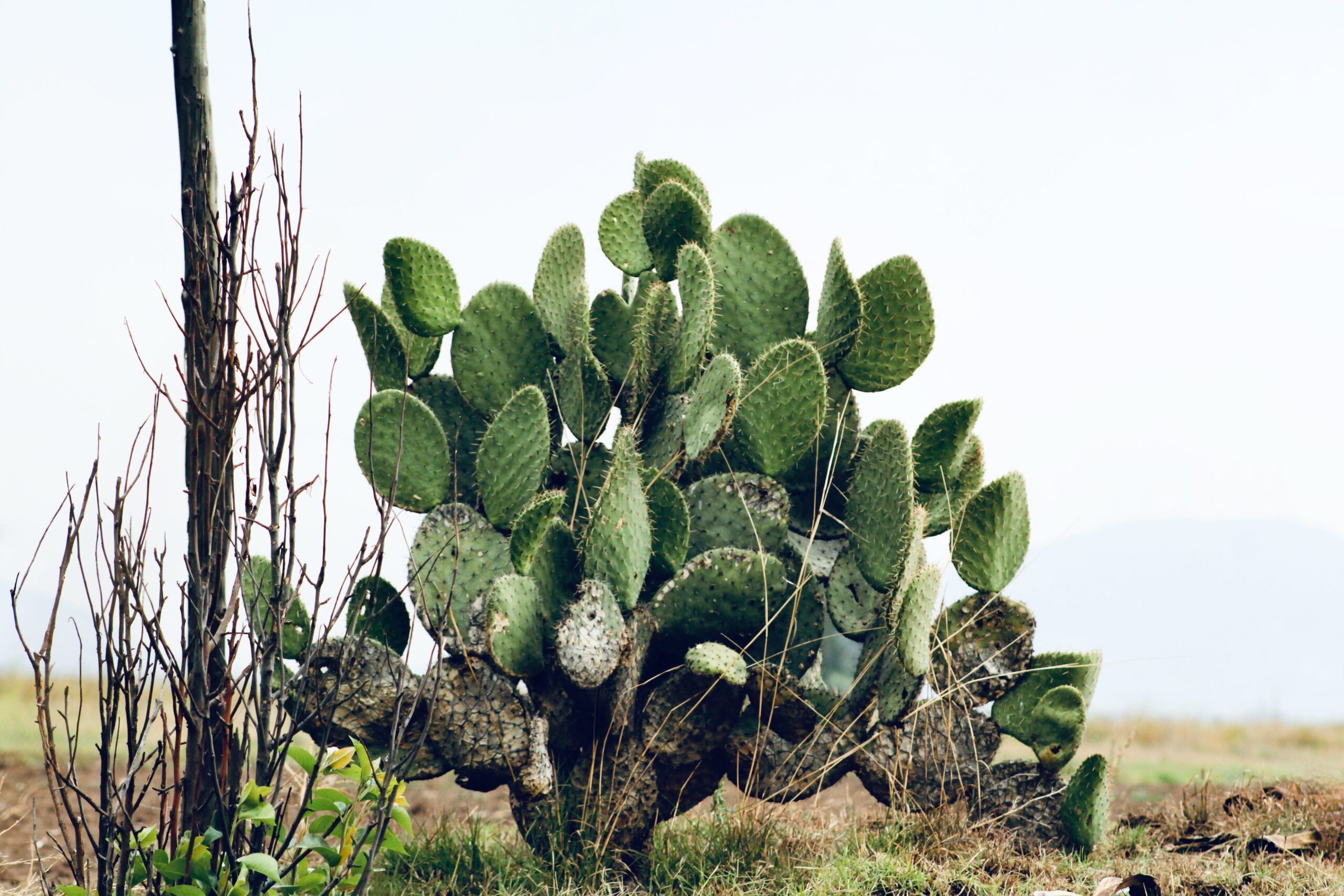 What Are The Advantages Of Growing Nopal In Raised Beds?