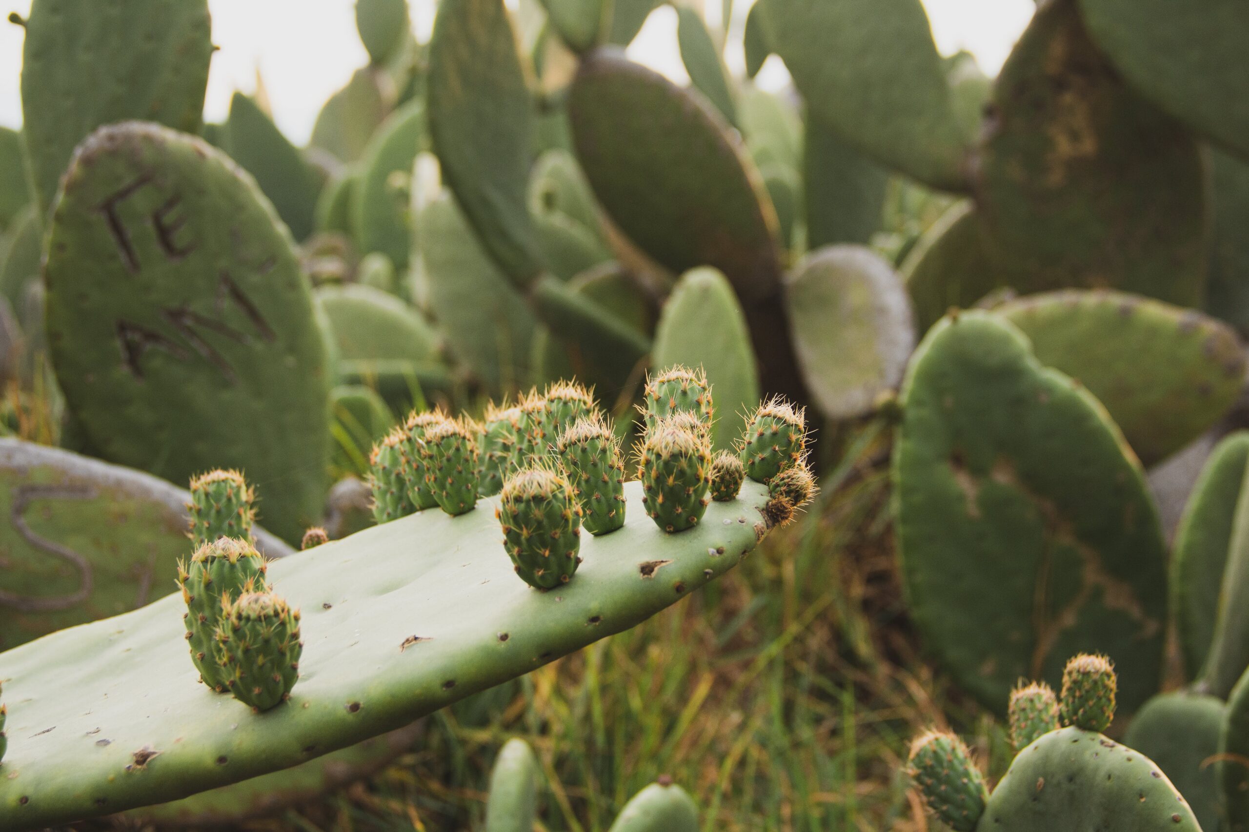 What Are The Advantages Of Growing Nopal In Raised Beds?