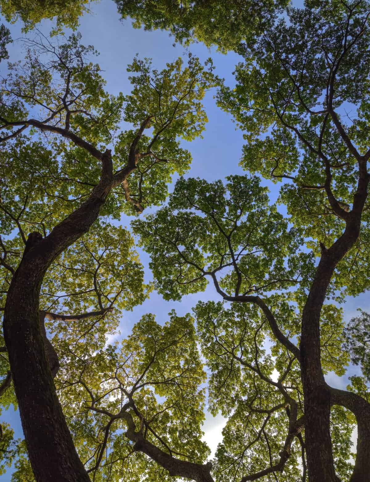 How Do I Encourage Nopal To Grow Thicker Pads? How Do I Encourage Nopal To Grow Thicker Pads?
