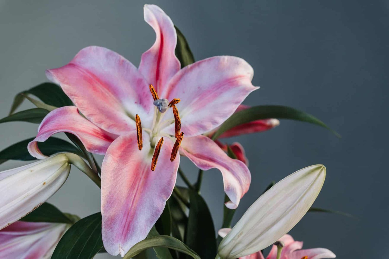 How Do I Encourage Nopal To Grow Thicker Pads? How Do I Encourage Nopal To Grow Thicker Pads?