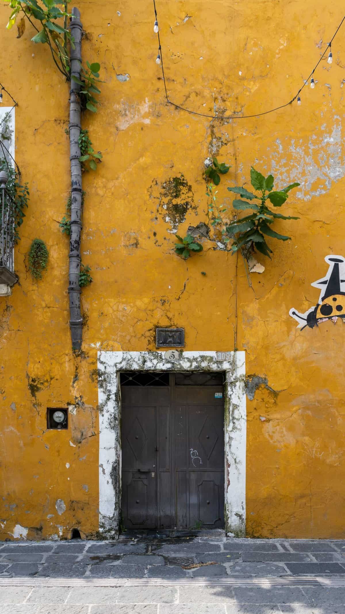 How Do I Encourage Nopal To Grow Thicker Pads? How Do I Encourage Nopal To Grow Thicker Pads?