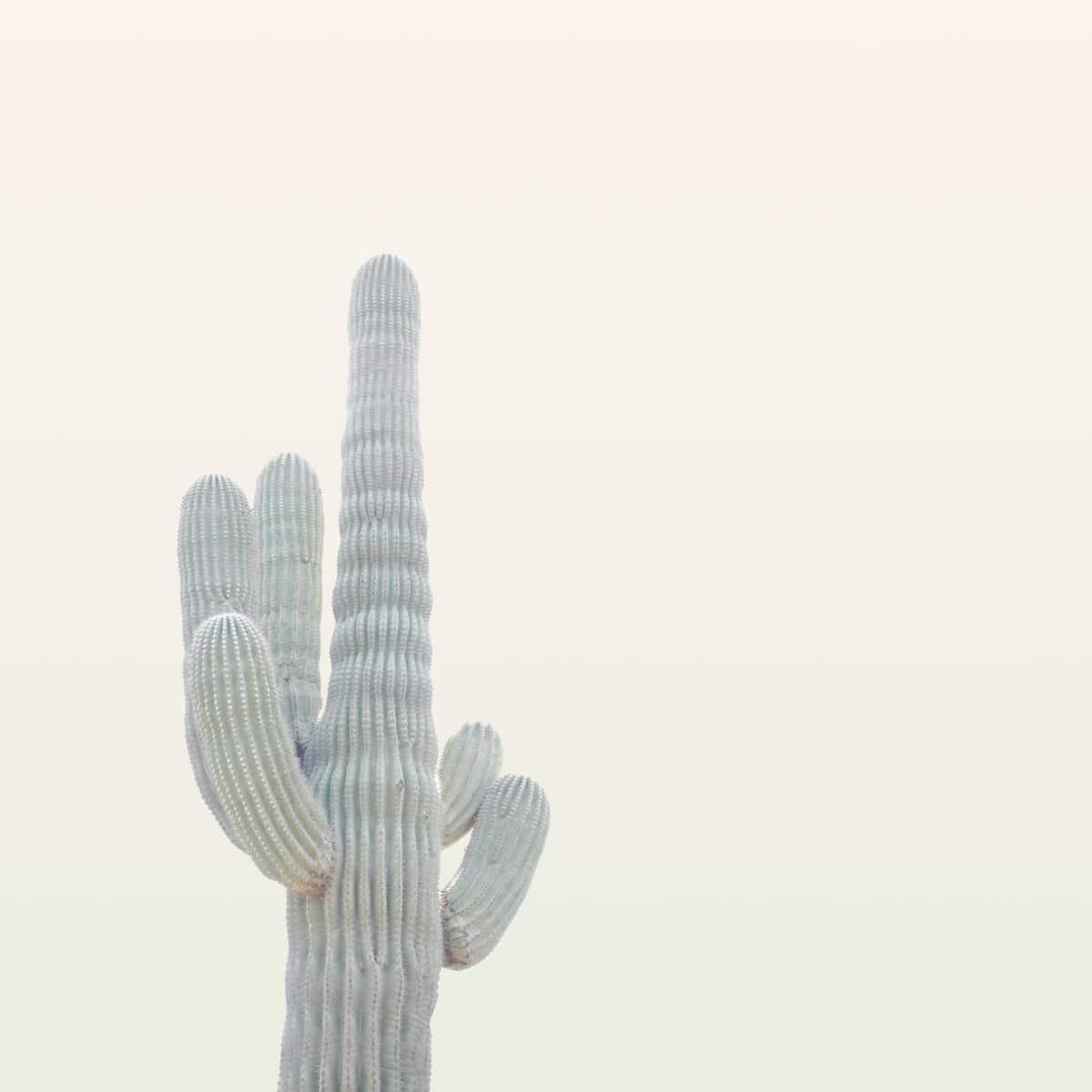 How Do I Prevent And Treat Fungal Diseases In Nopal? How Do I Prevent And Treat Fungal Diseases In Nopal?