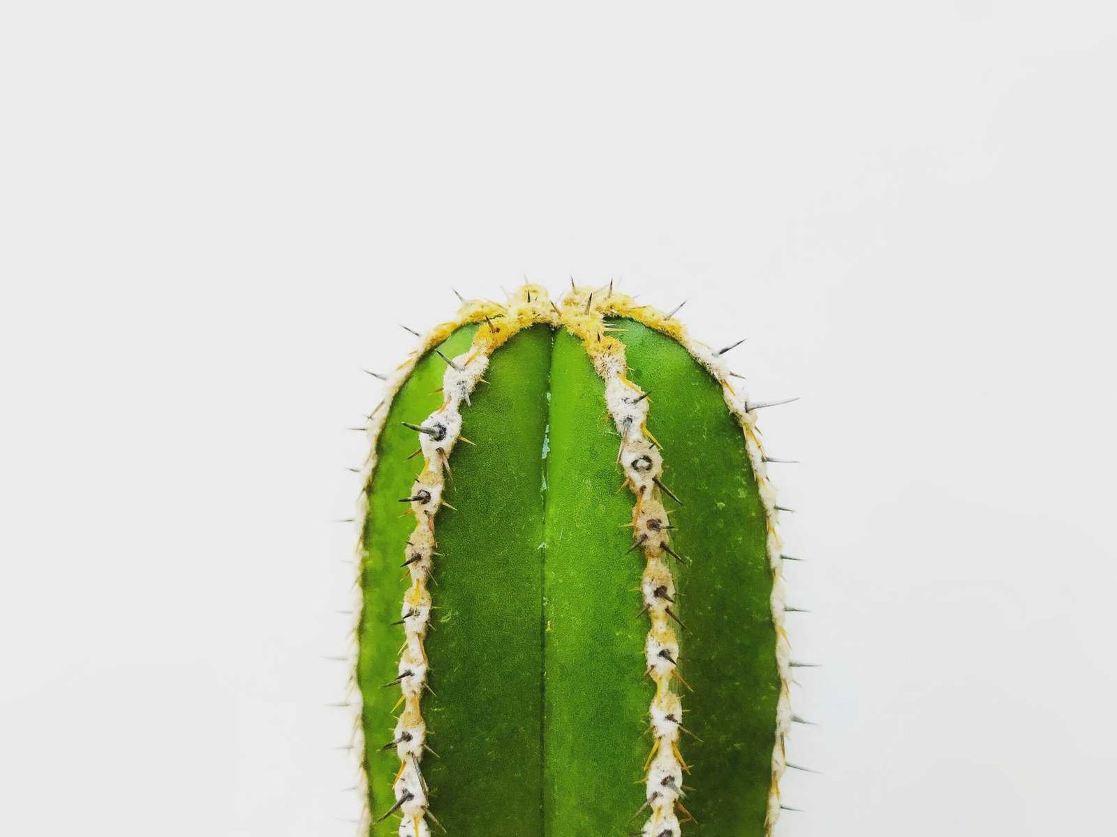 How Do I Prevent And Treat Fungal Diseases In Nopal? How Do I Prevent And Treat Fungal Diseases In Nopal?