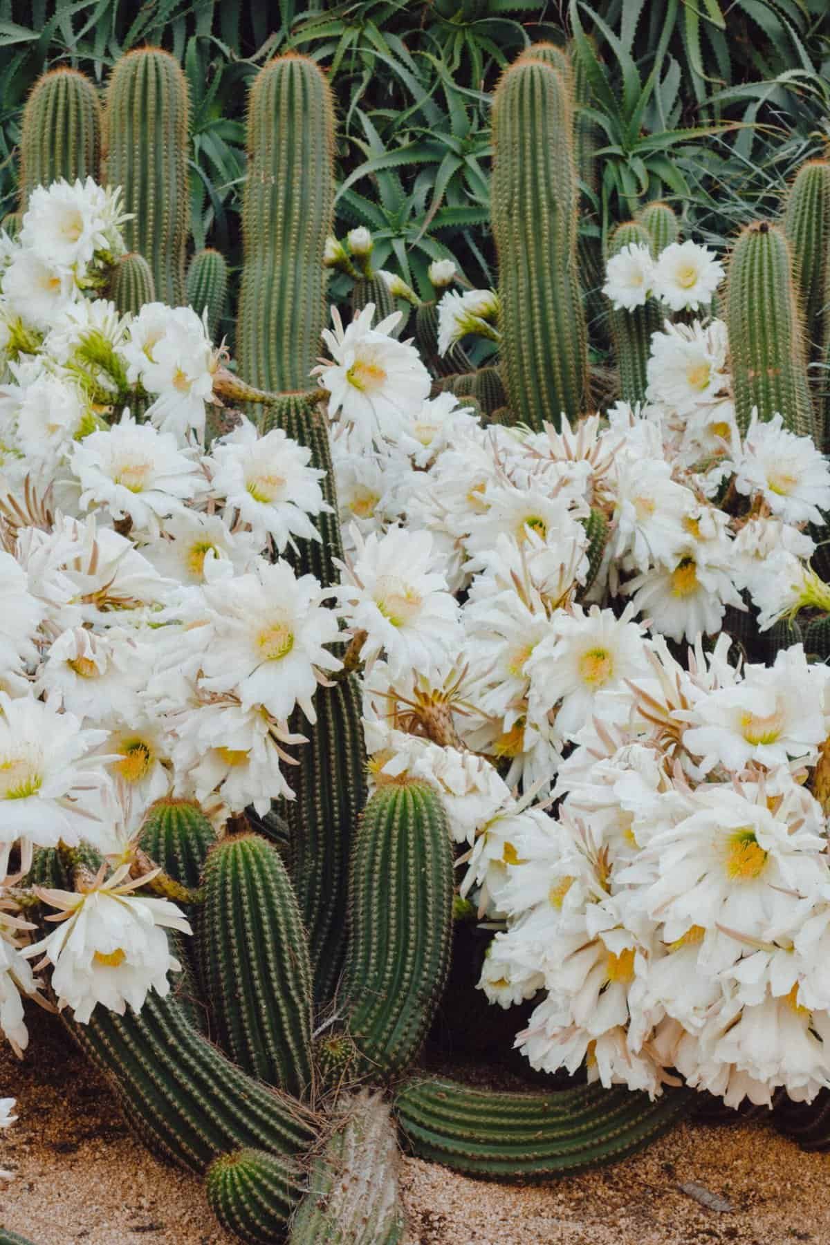 How Do I Prevent And Treat Fungal Diseases In Nopal? How Do I Prevent And Treat Fungal Diseases In Nopal?