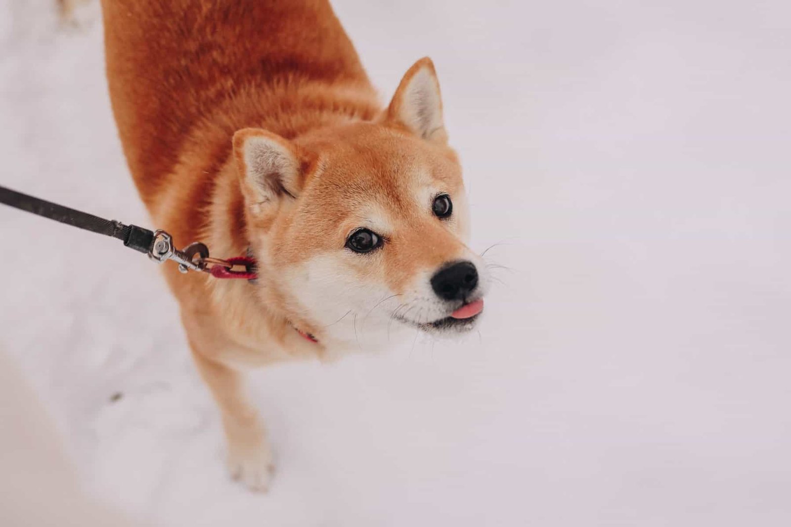 How Do I Train Nopal Pads To Grow In A Specific Direction?