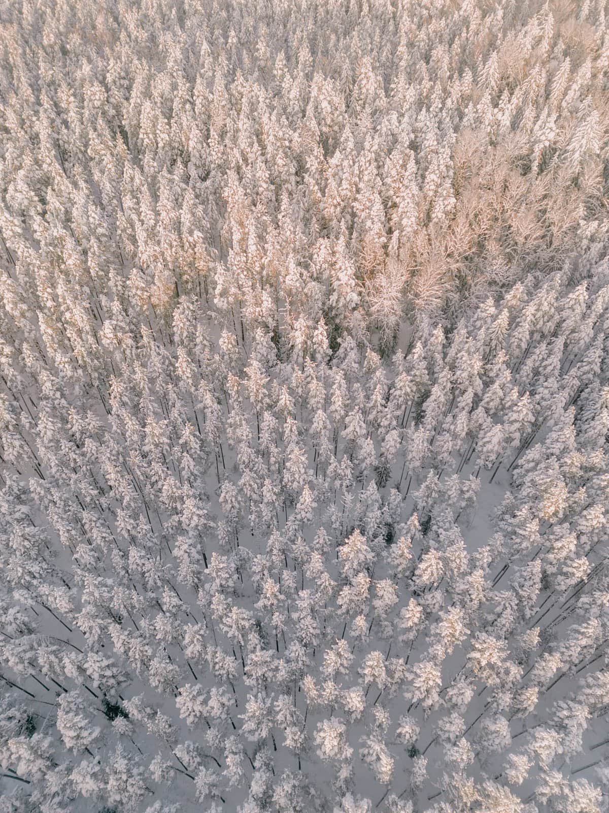 How Do I Train Nopal Pads To Grow In A Specific Direction?