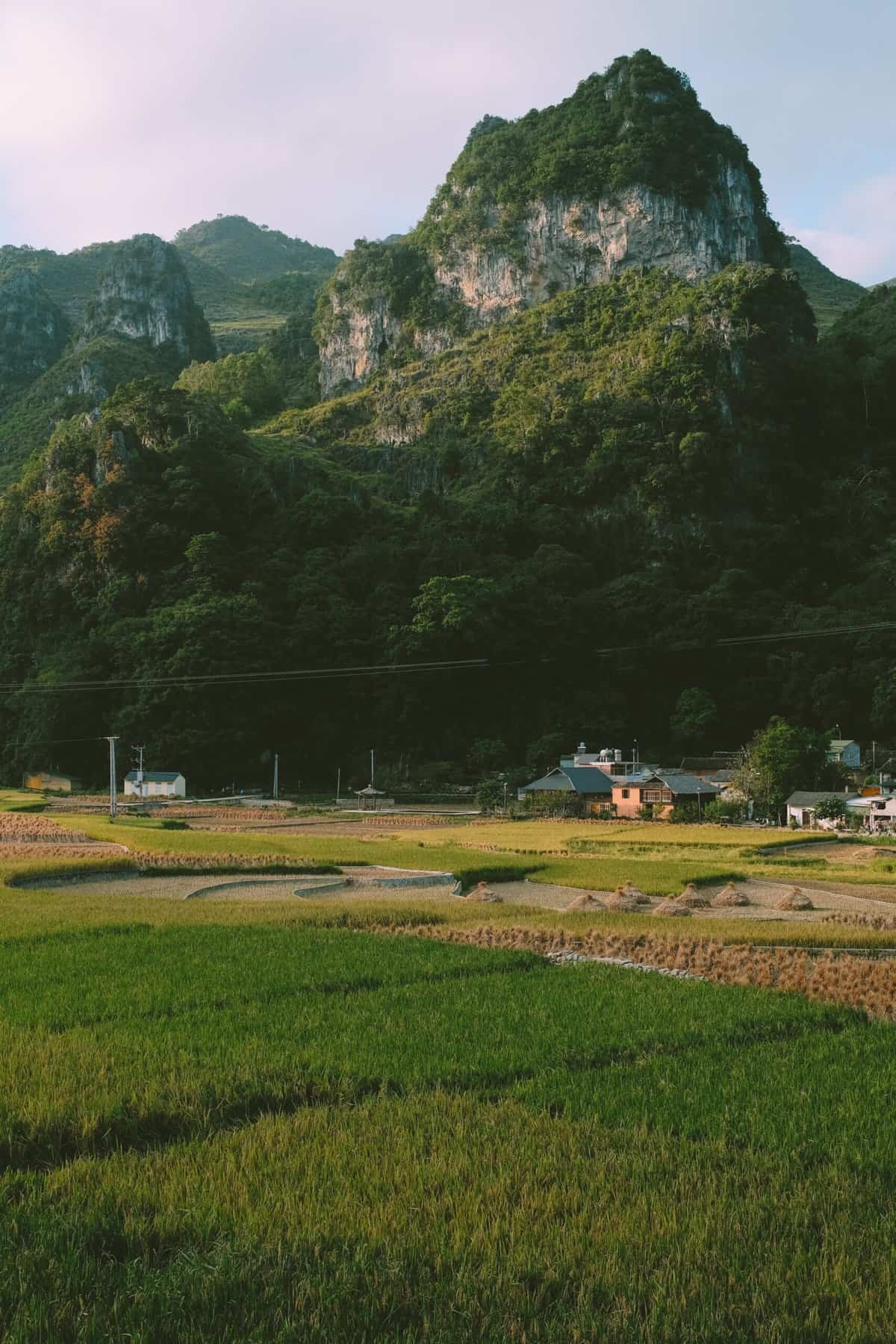 How Do I Train Nopal Pads To Grow In A Specific Direction?