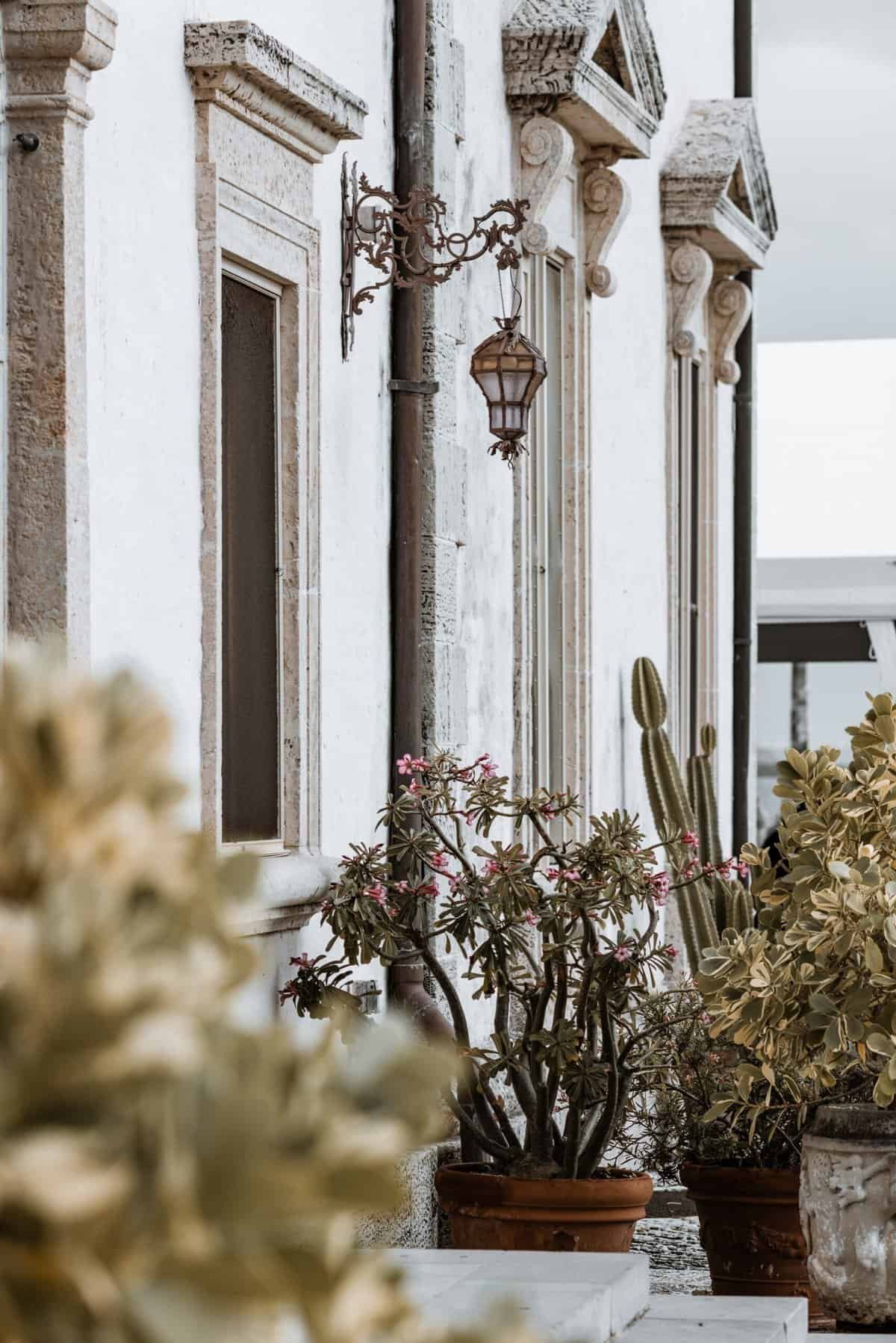 What Are The Best Pruning Techniques For Nopal Maintenance?