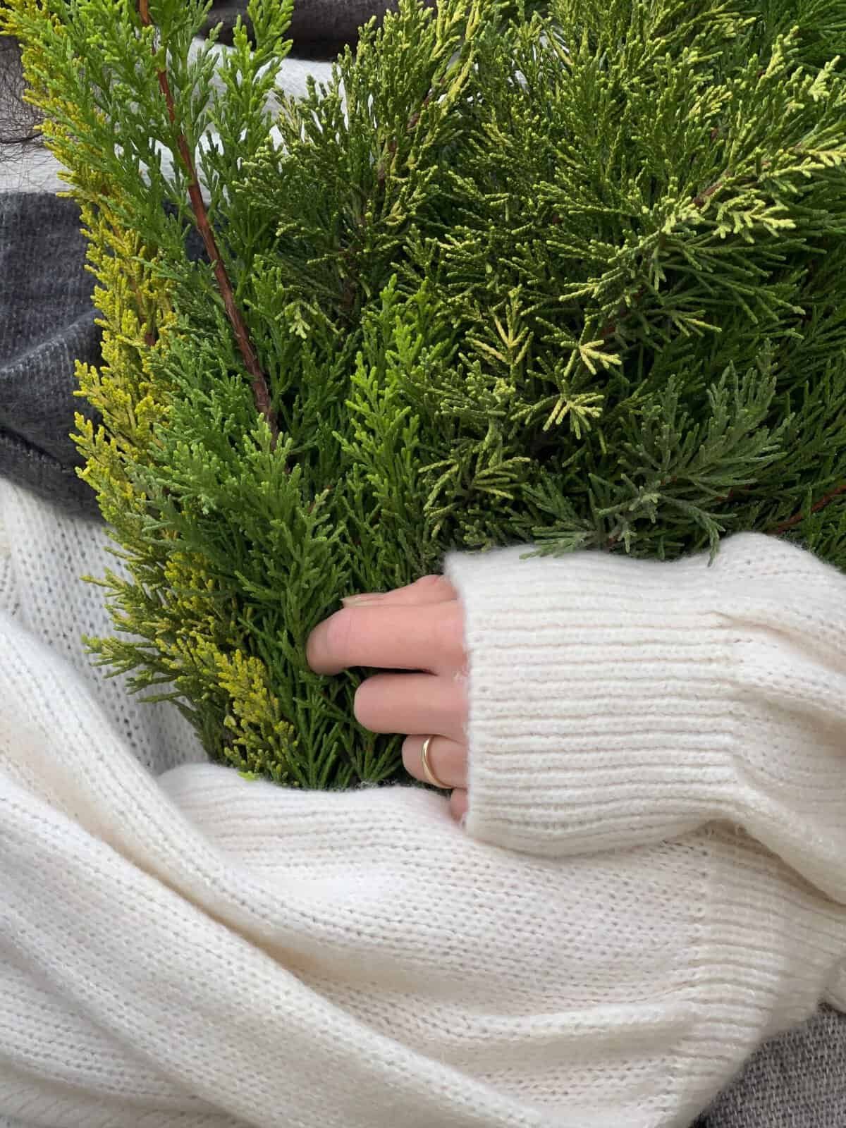 What Are The Best Pruning Techniques For Nopal Maintenance?