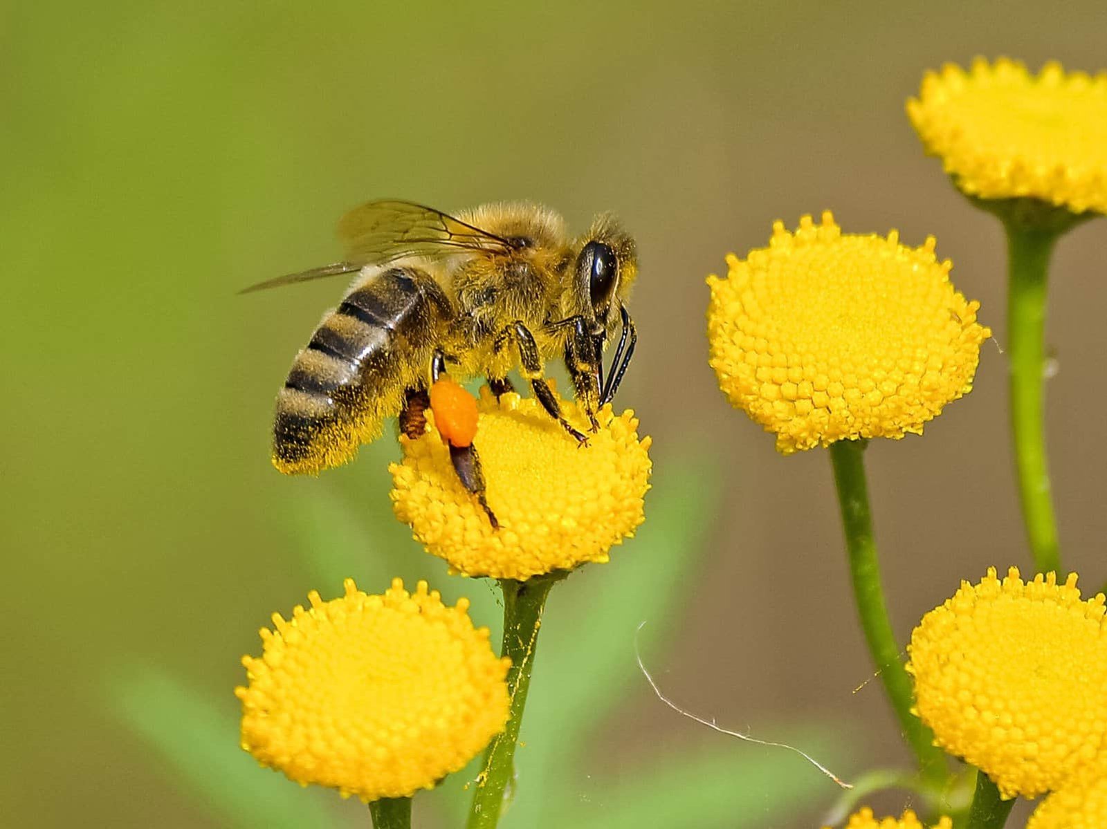What Is The Role Of Pollinators In Nopal Cultivation? What Is The Role Of Pollinators In Nopal Cultivation?