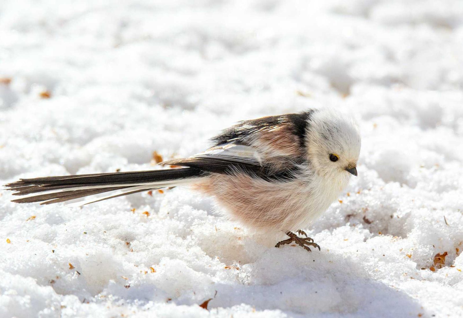 How Do I Protect Nopal From Extreme Cold Conditions? How Do I Protect Nopal From Extreme Cold Conditions?