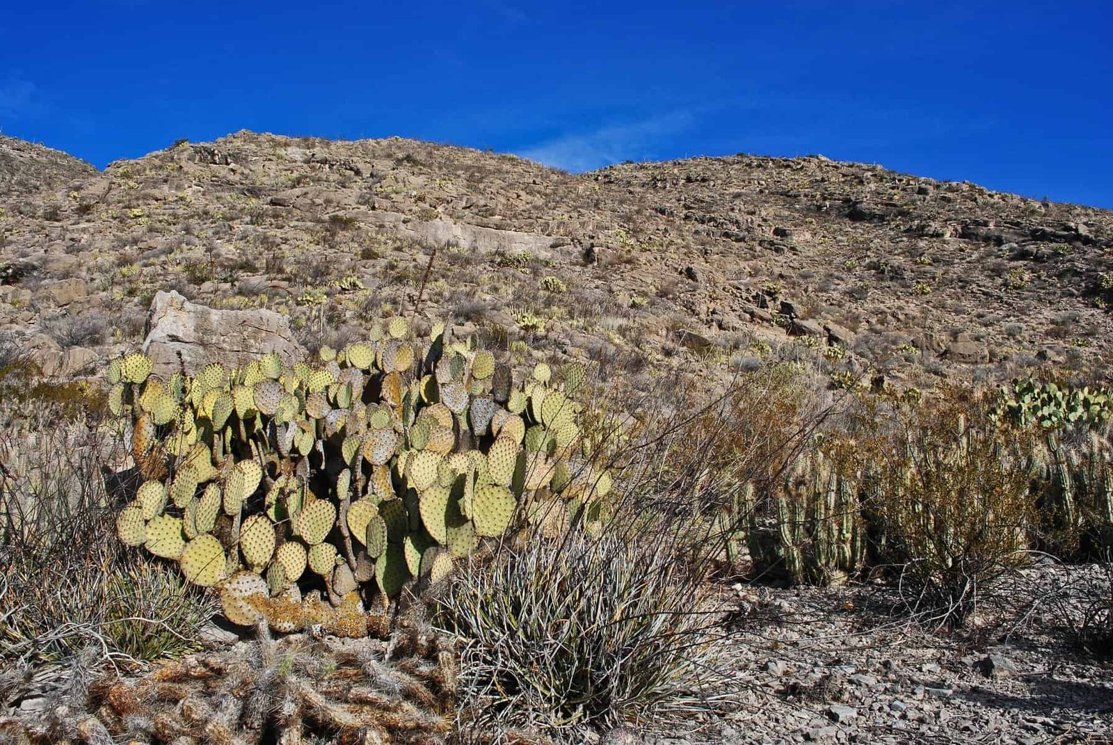 What Nuts Can Provide A Crunchy Texture To Nopal Salads And Dishes?