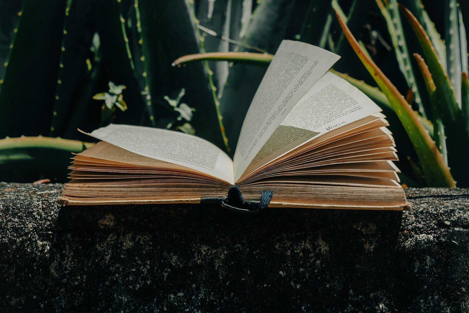 Organic Nopal Cactus Powder (176 Ounces) Bulk, 100% Pure, Natural Prebiotic Fiber, Prickly Pear, Sugar Free, Keto Diet, Digestive Health, Gluten-Free, from Local Deserts in Mexico