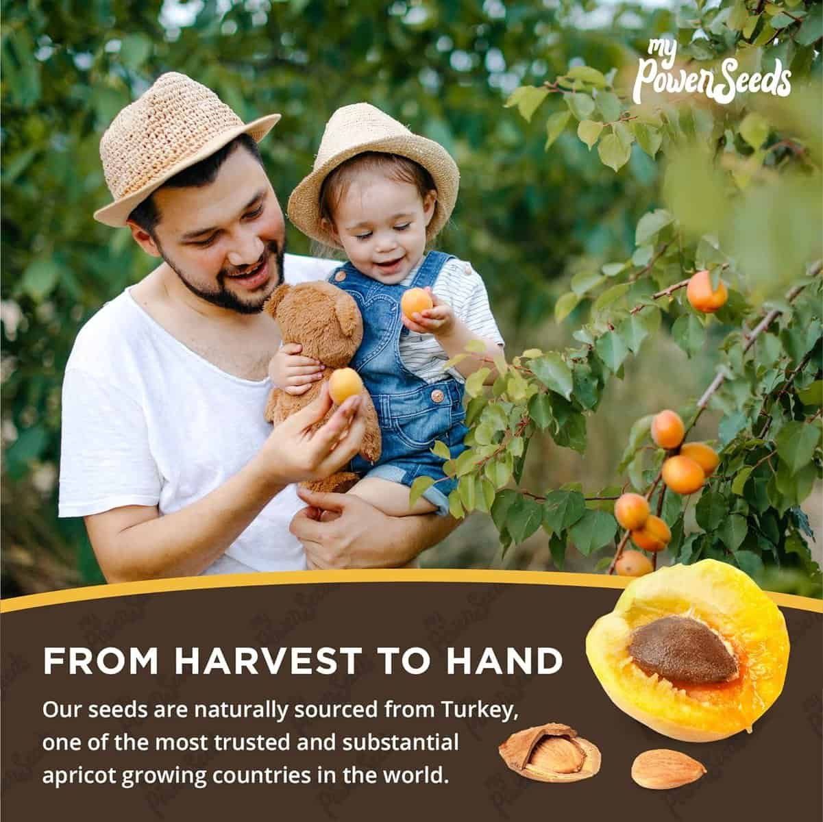 My Power Seeds Organic Raw Bitter Apricot Seeds I Non-GMO, Vegan, Gluten Free, Raw, and Source of Vitamins  Minerals I Rich in Vitamin E, Omega 3, and More! I (Apricot Seeds, 1LB Bag)