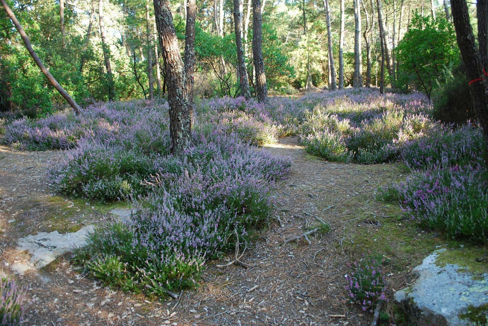 How Do I Create Microclimates To Benefit Nopal Cultivation?