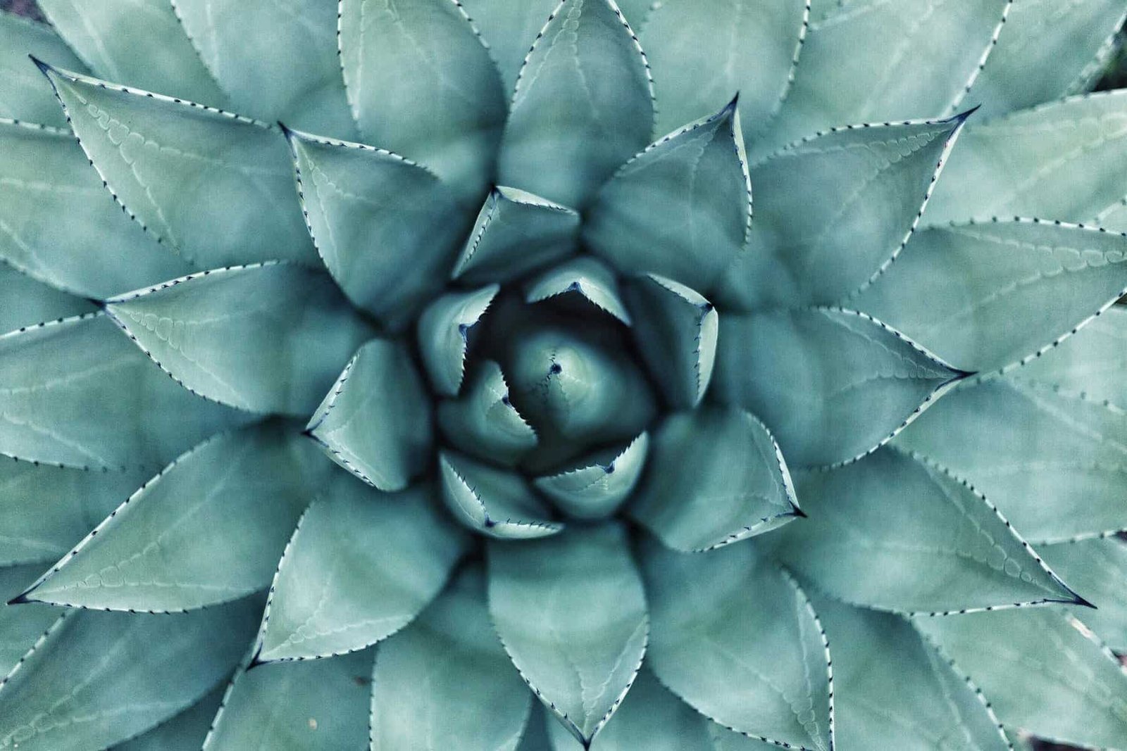 Can I Use Organic Practices To Increase Nopal Fruit Yield? Can I Use Organic Practices To Increase Nopal Fruit Yield?