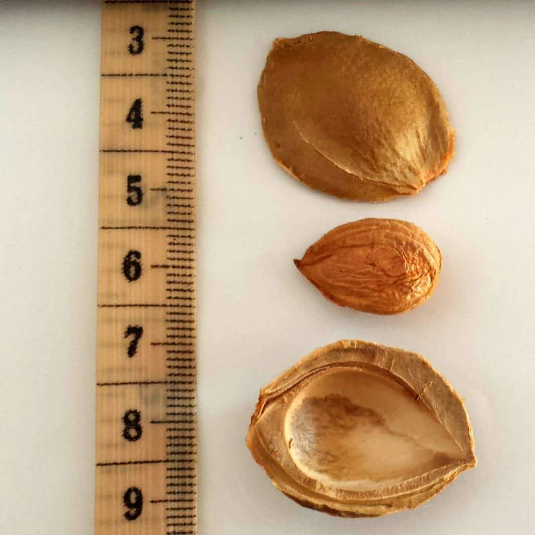 Apricot Seeds California Grown Bitter Raw 100% All Natural From Organic Farms 1 LB